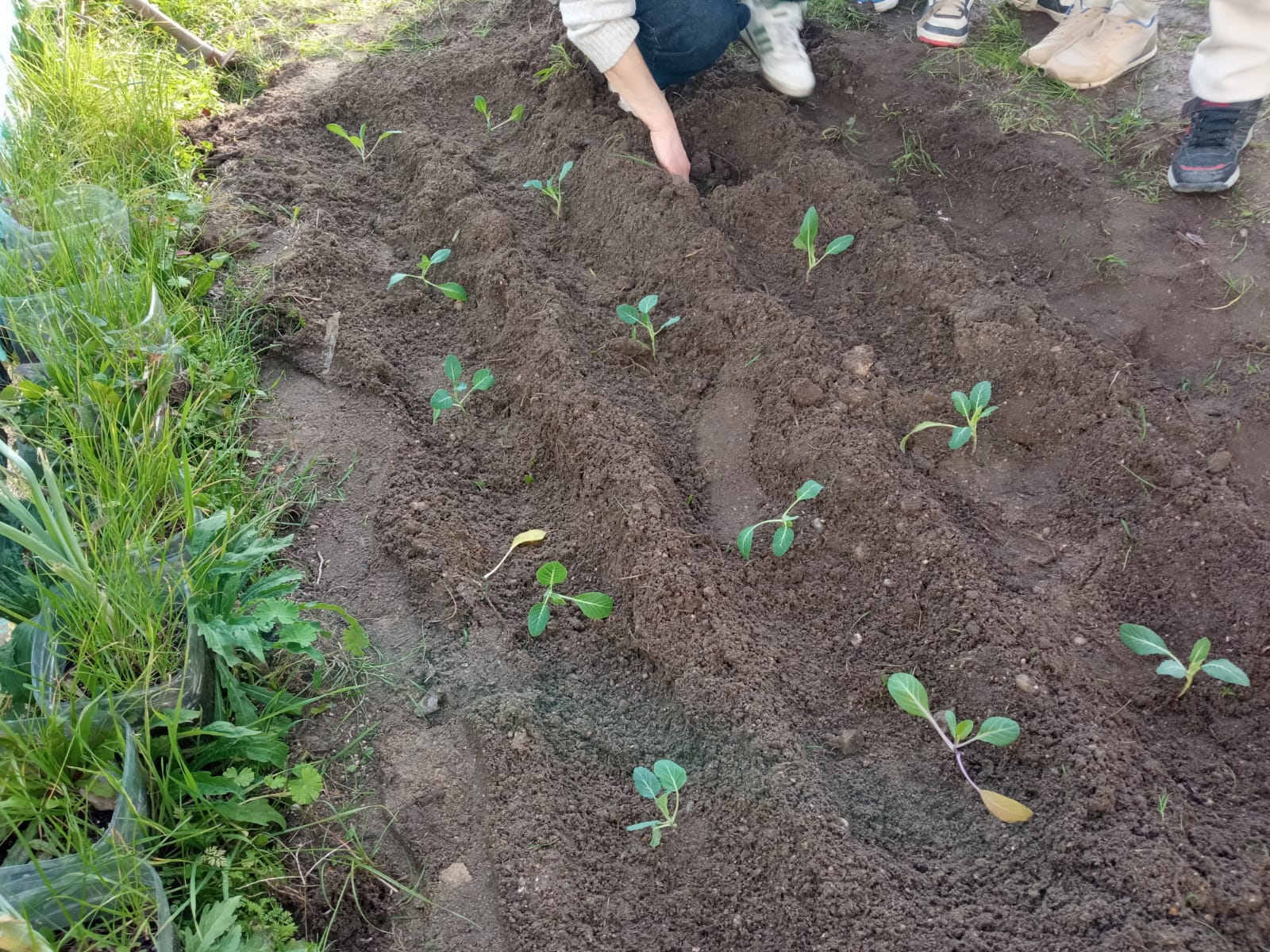 Horta escolar em março