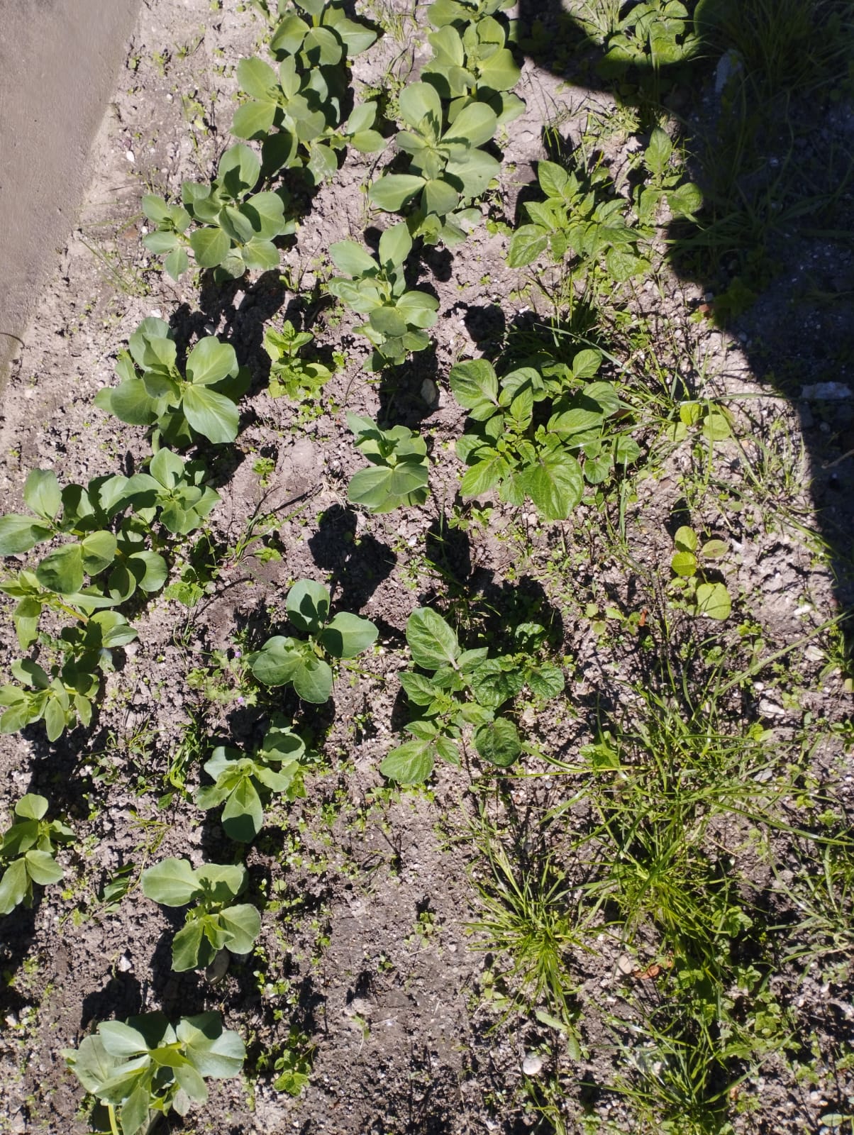 Horta escolar