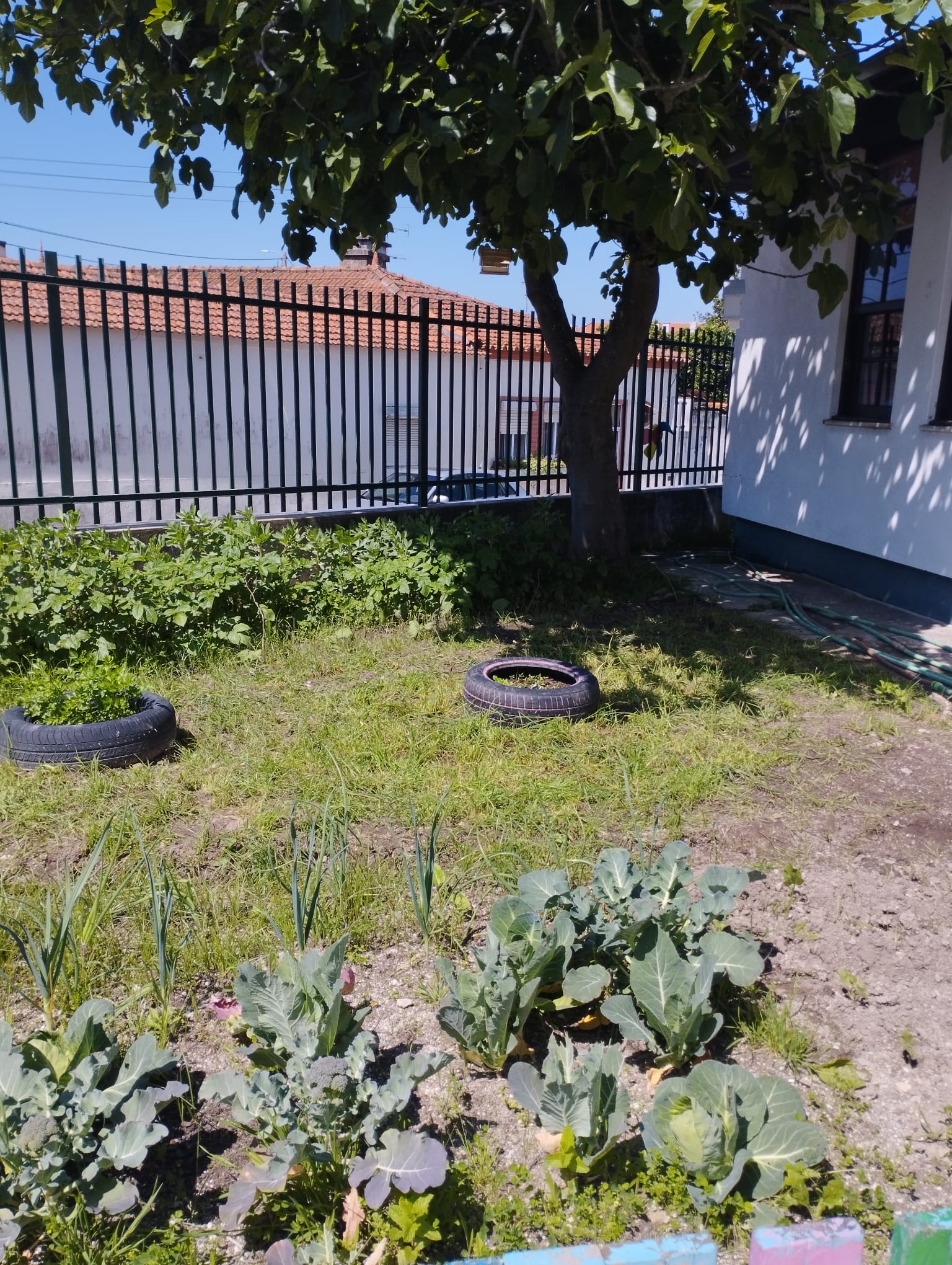 Horta escolar