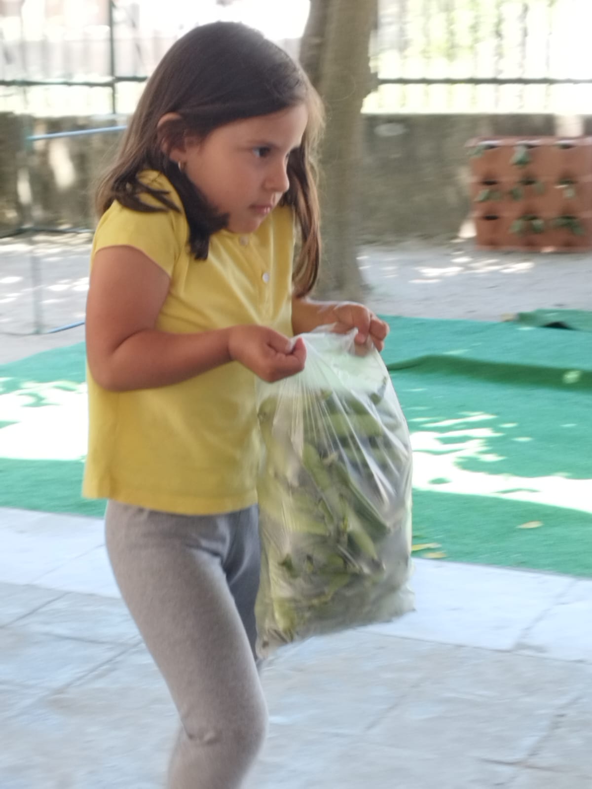 As favas da nossa horta escolar