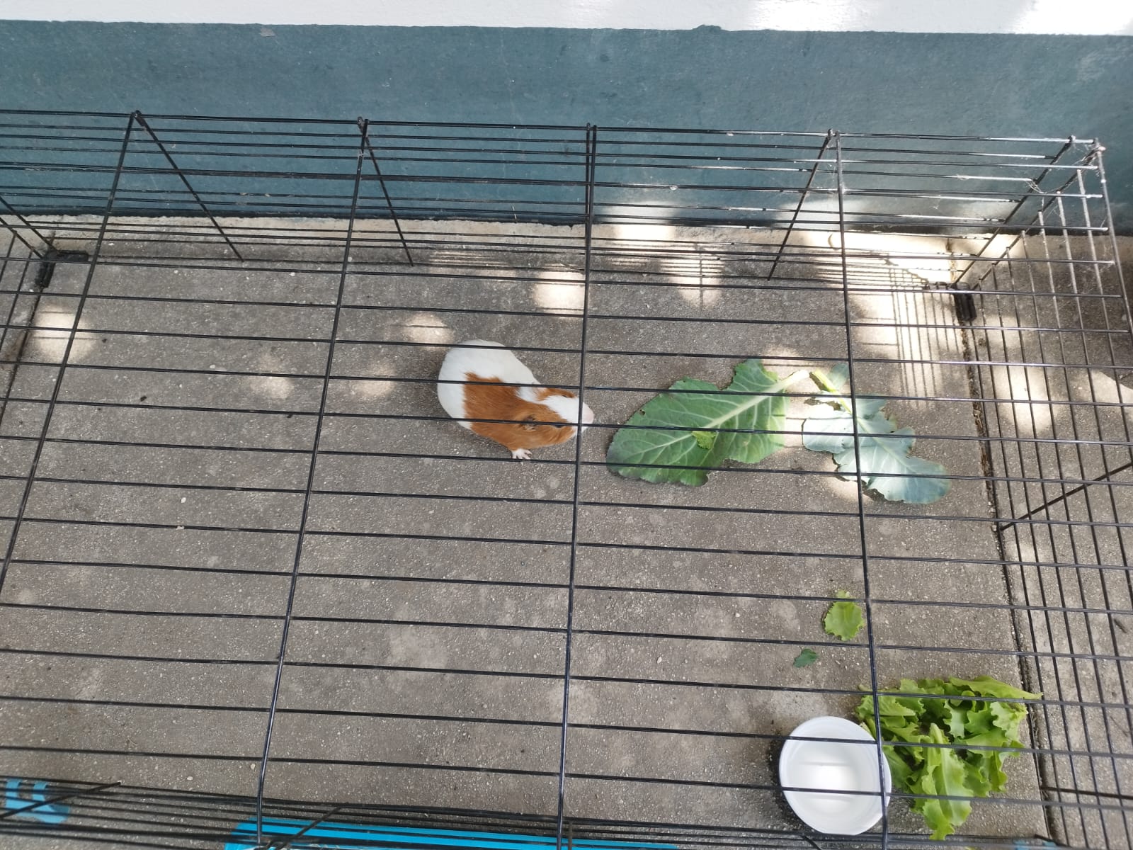 Stitch - habitante da horta escolar