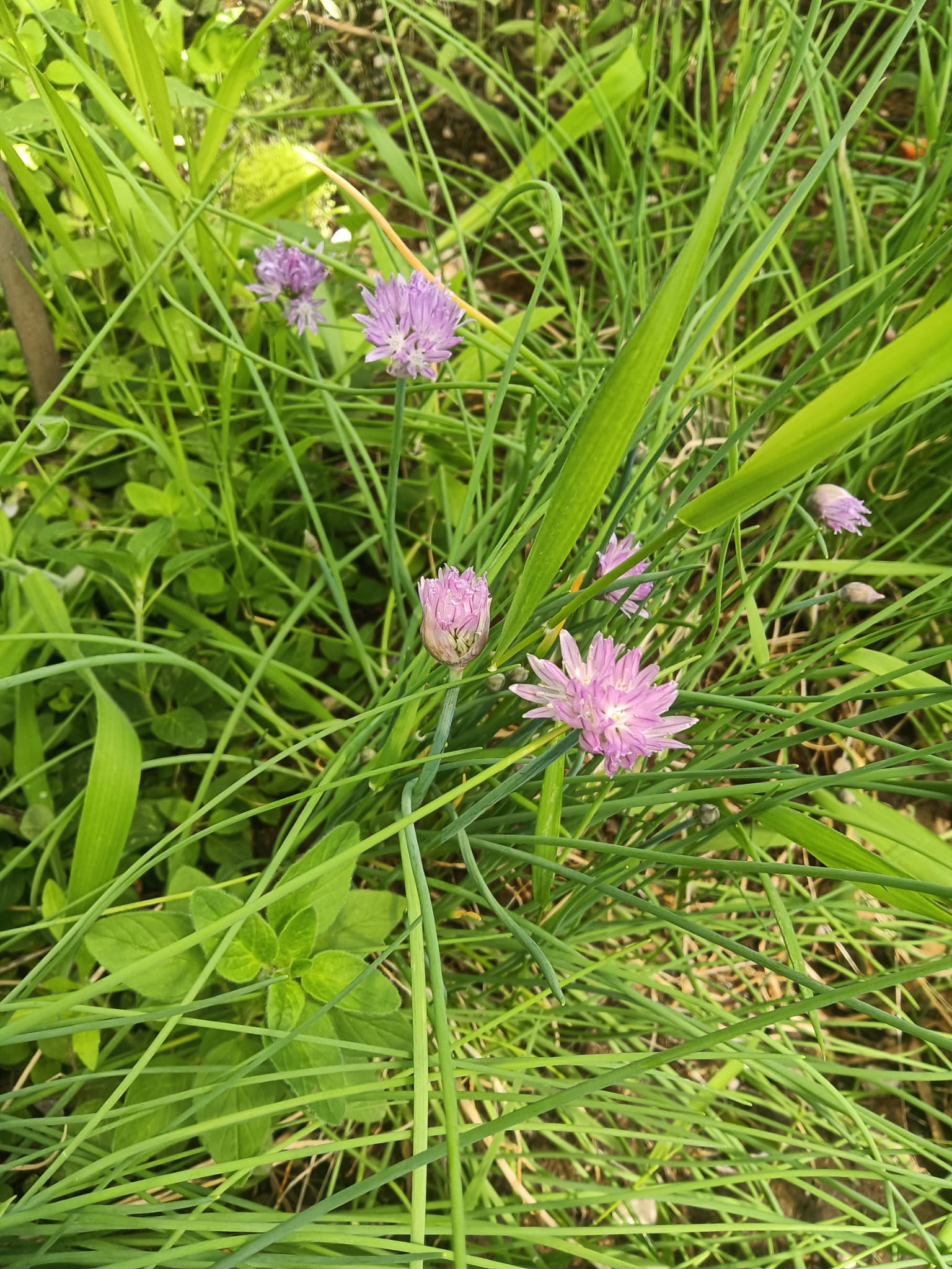 Planta Aromática: Cebolinho (existente na horta da escola)