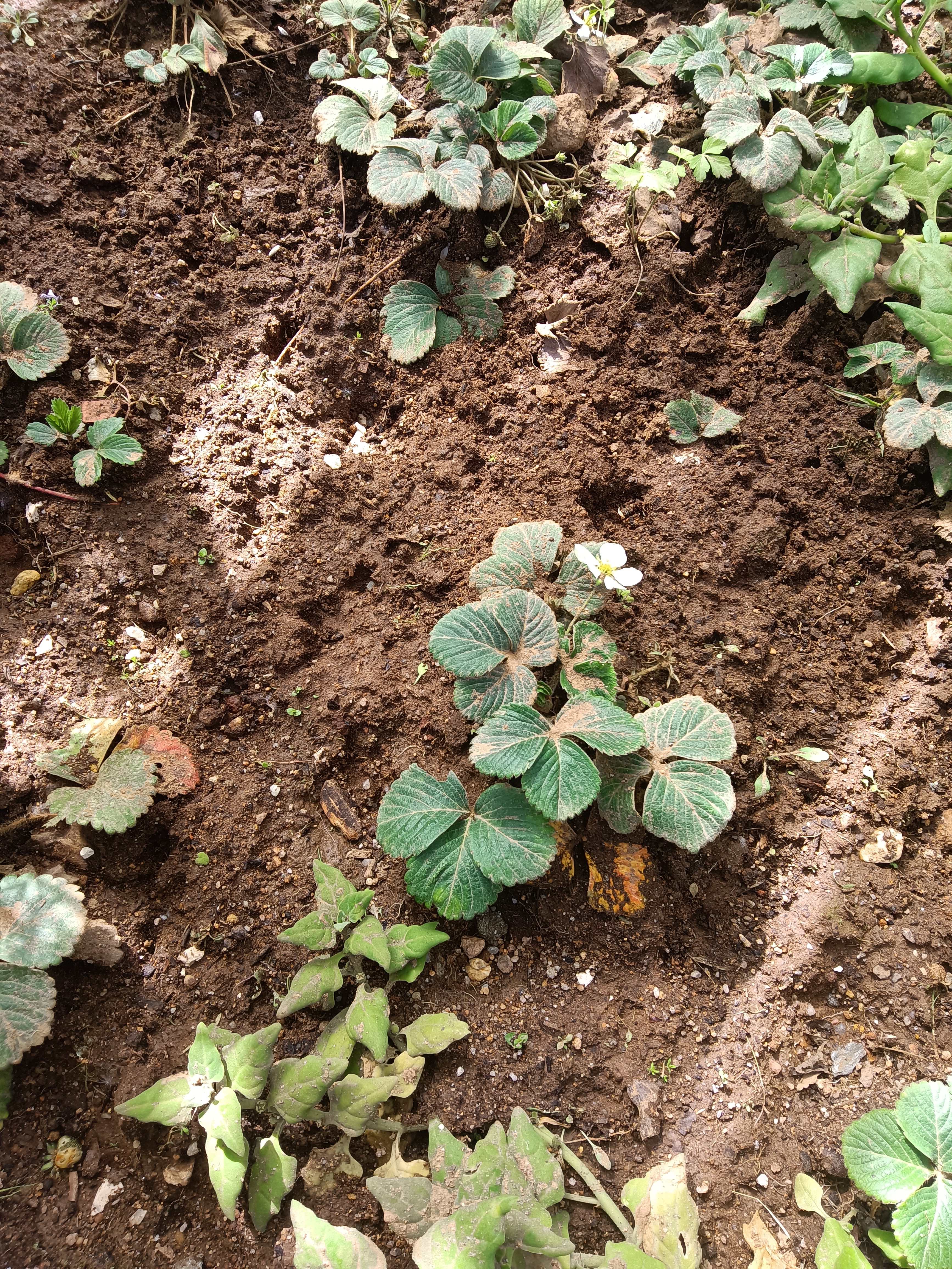 Morangueiros plantados na estufa/horta da escola.