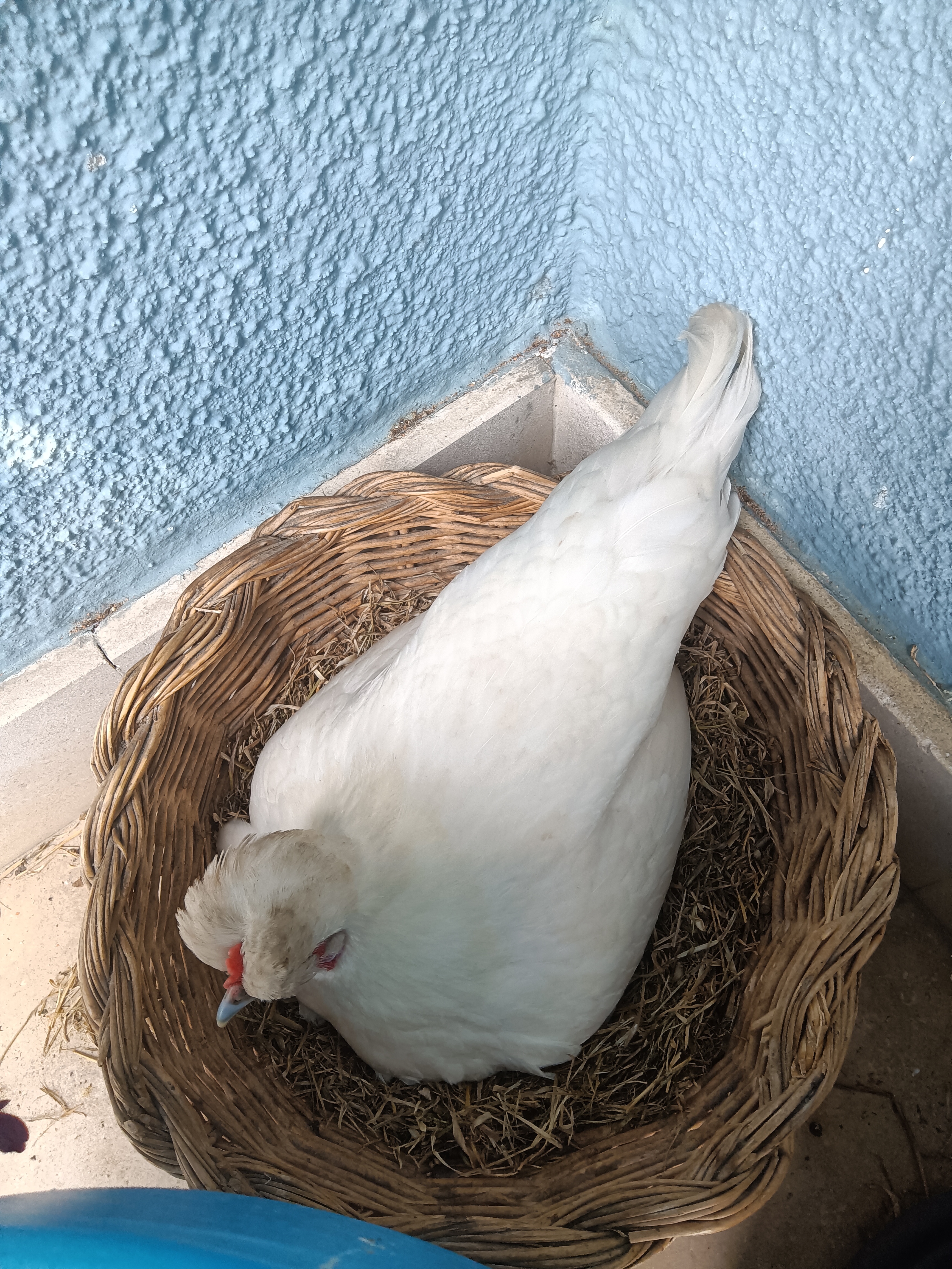 Garniza em fase de chocar os ovos.