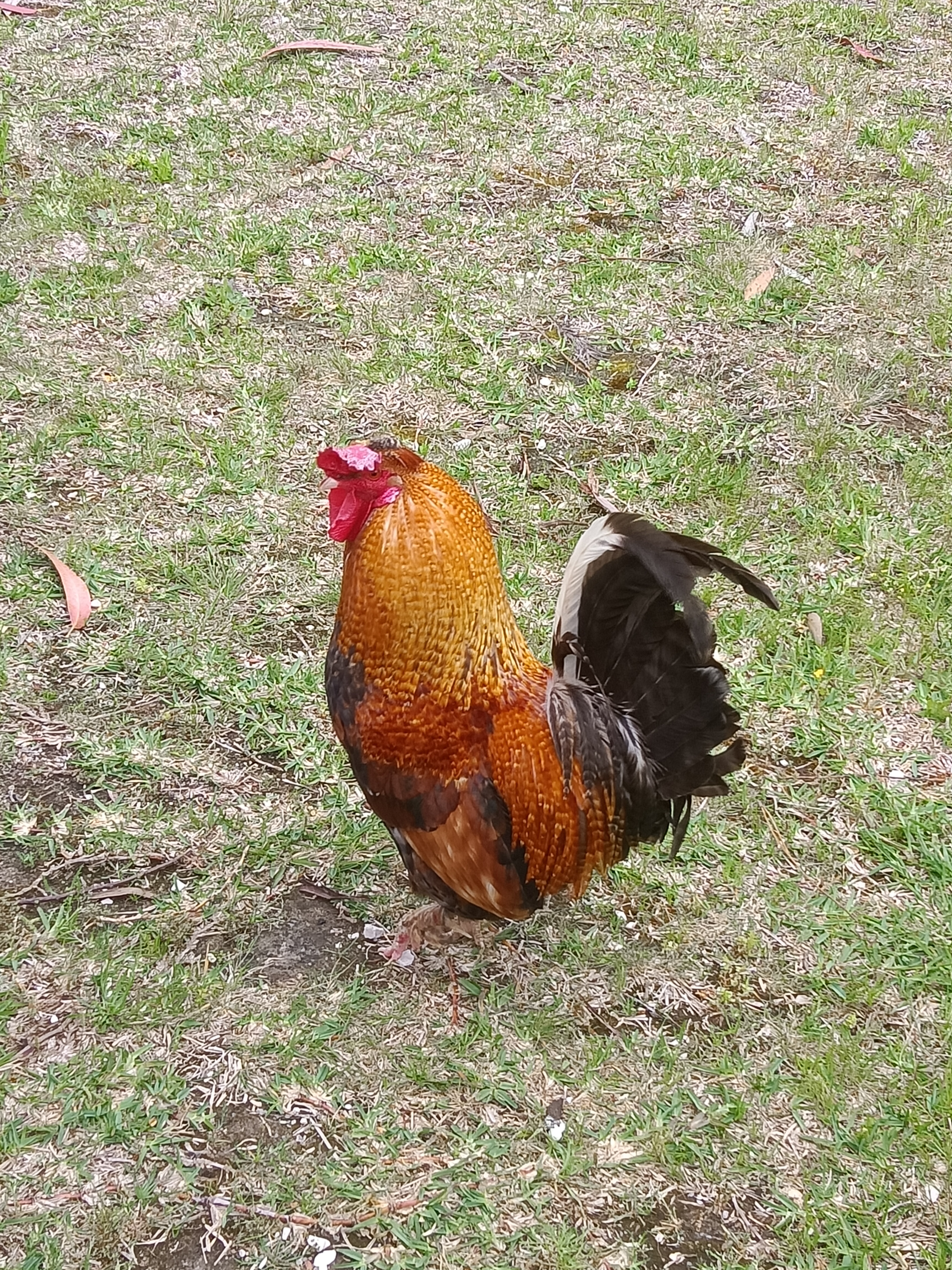 Garnizo