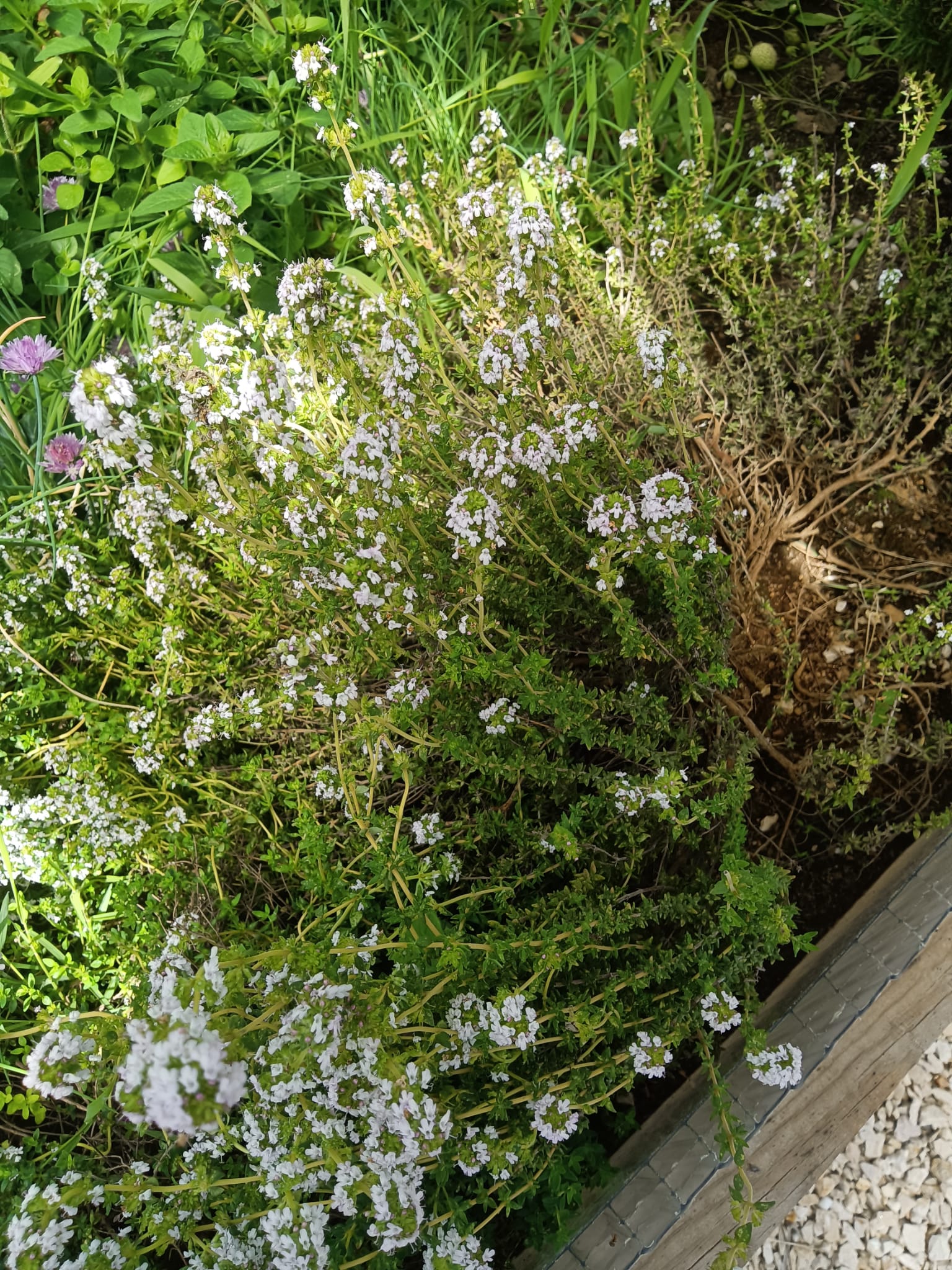 Planta Aromática: Tomilho (existente na horta pedagógica).