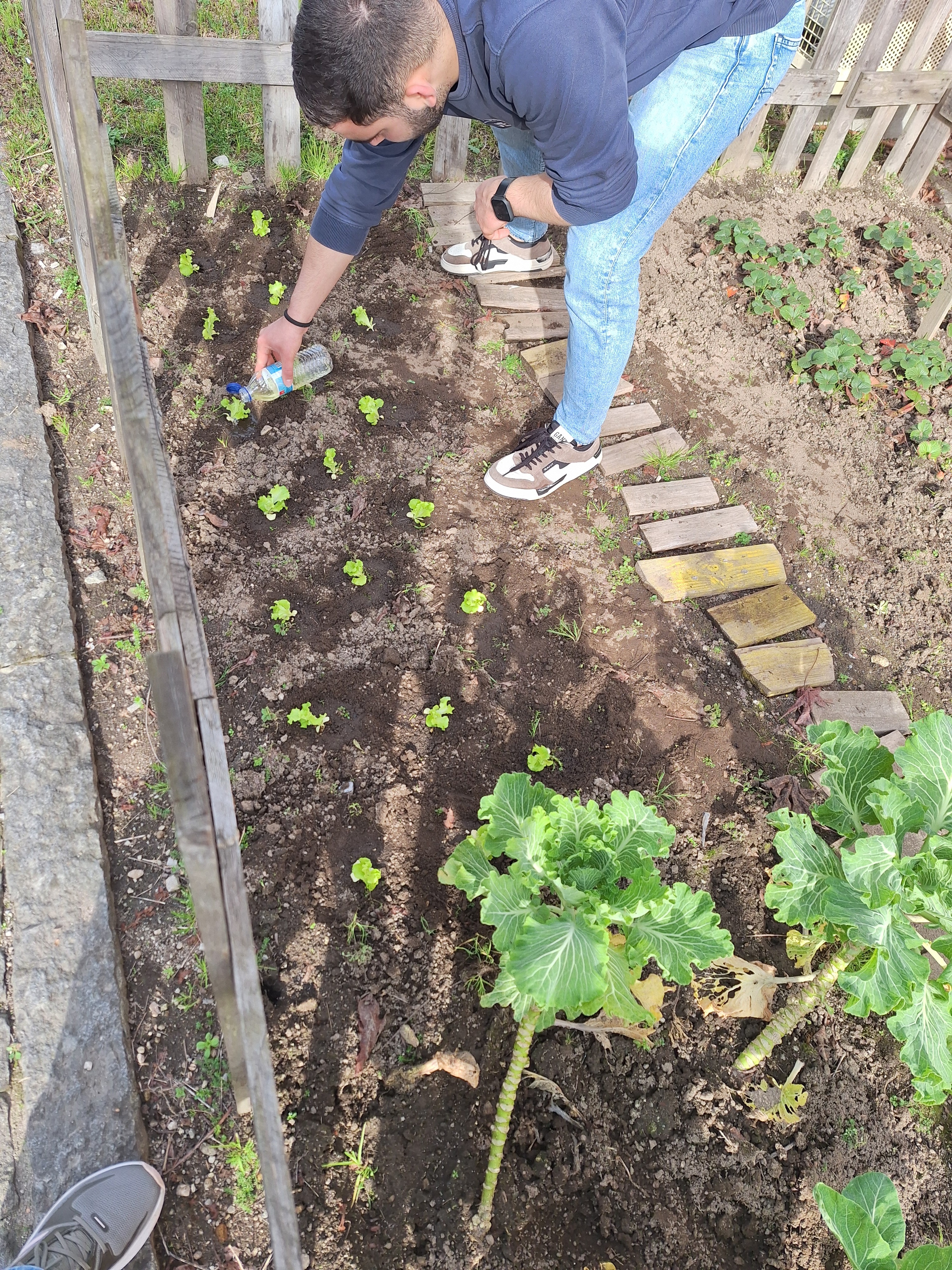 Primeiras plantações após a preparação do terreno com estrume.