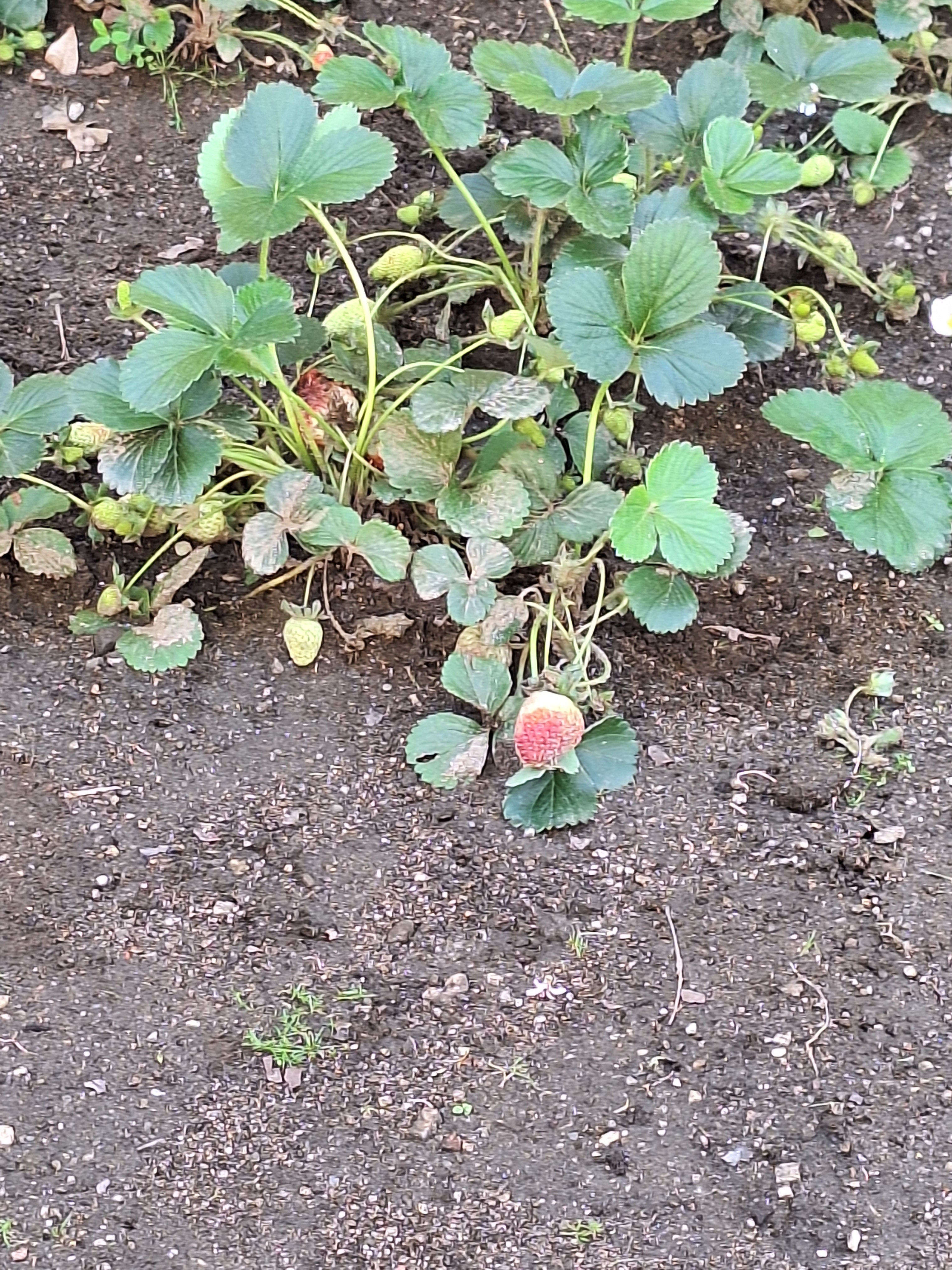 Rega, limpeza e observação para recolha dos legumes.