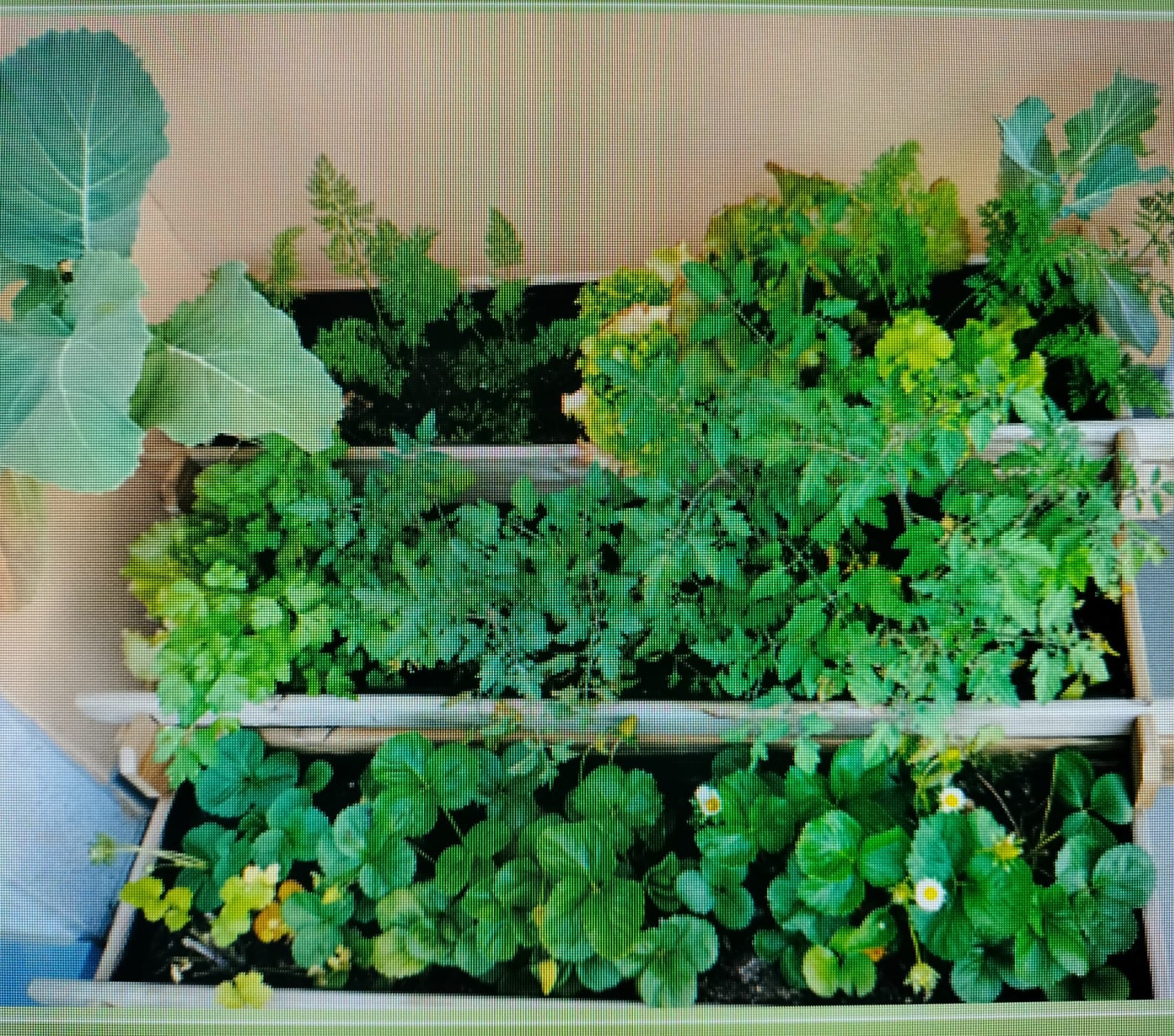 Horta Pedagógica do Externato da Quintinha