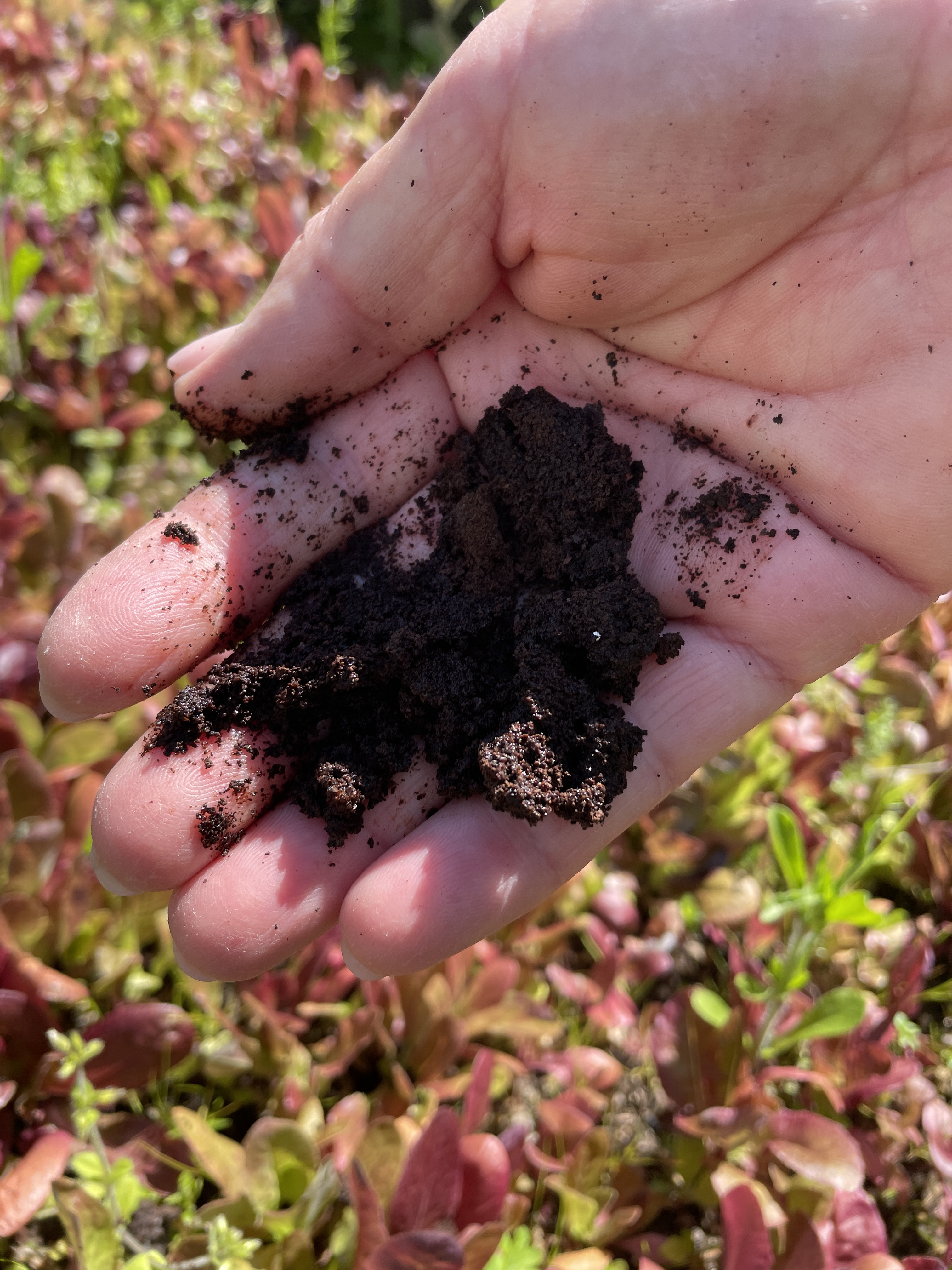 Fertilização com borras de café