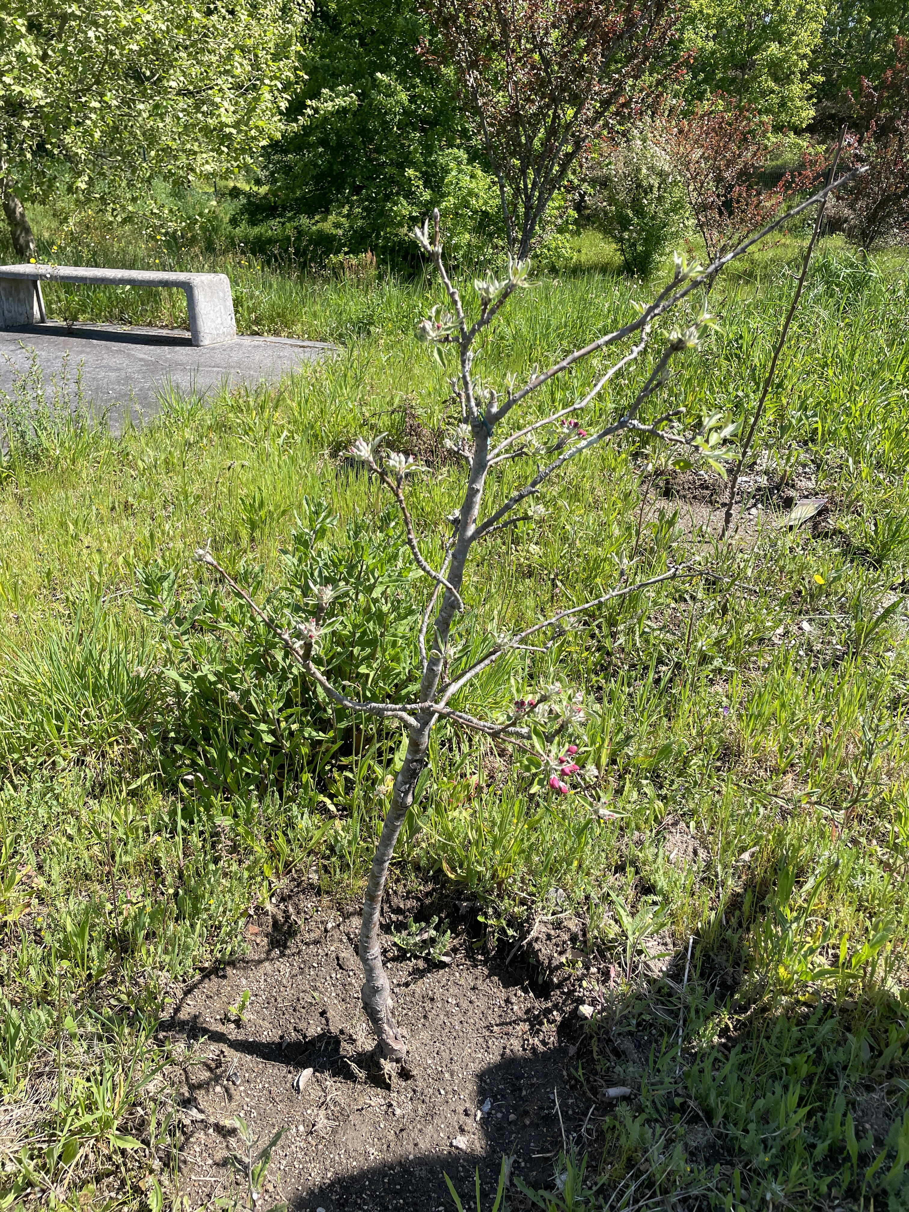 Plantação de árvore de fruto1
