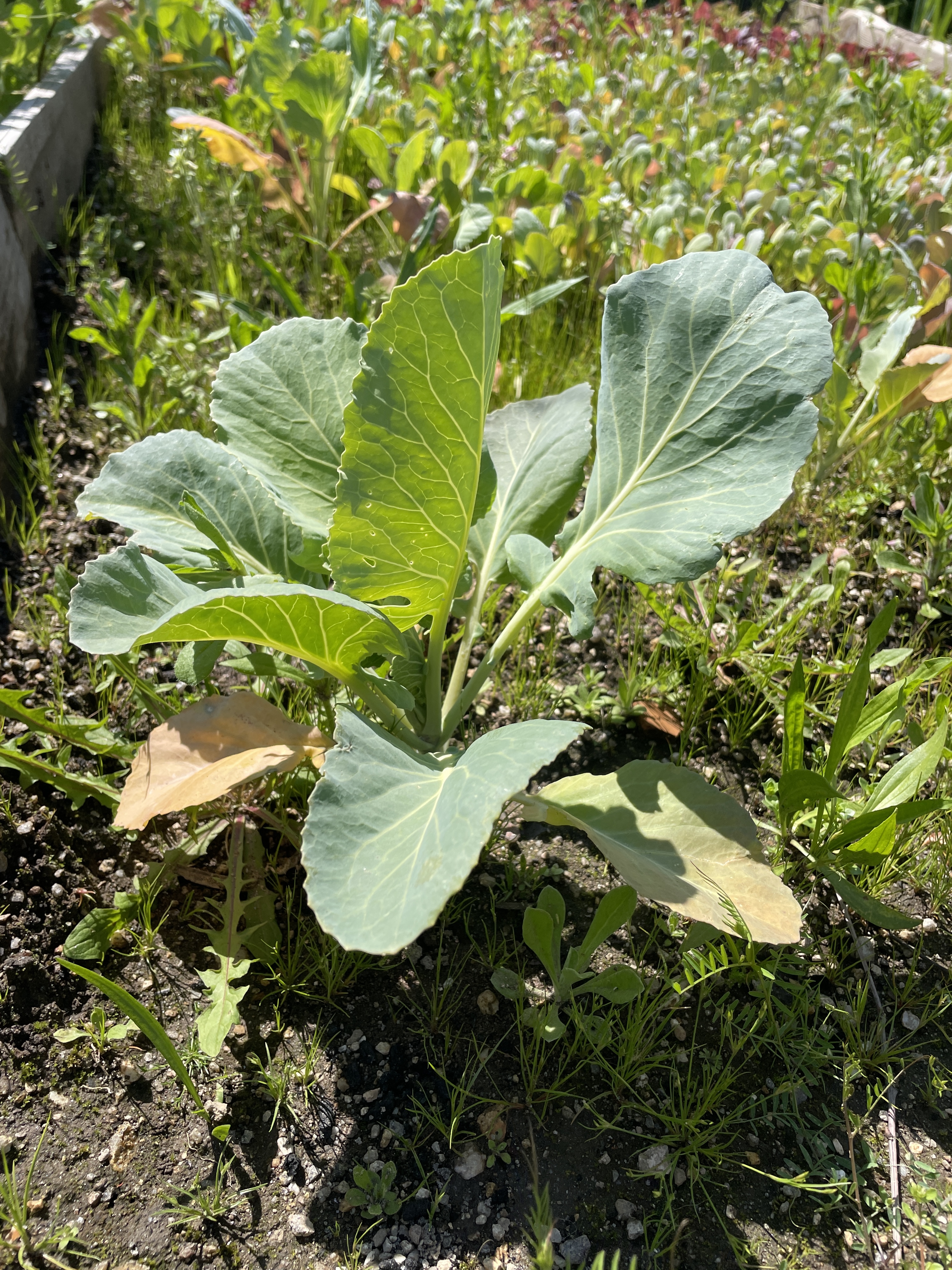 Colheita