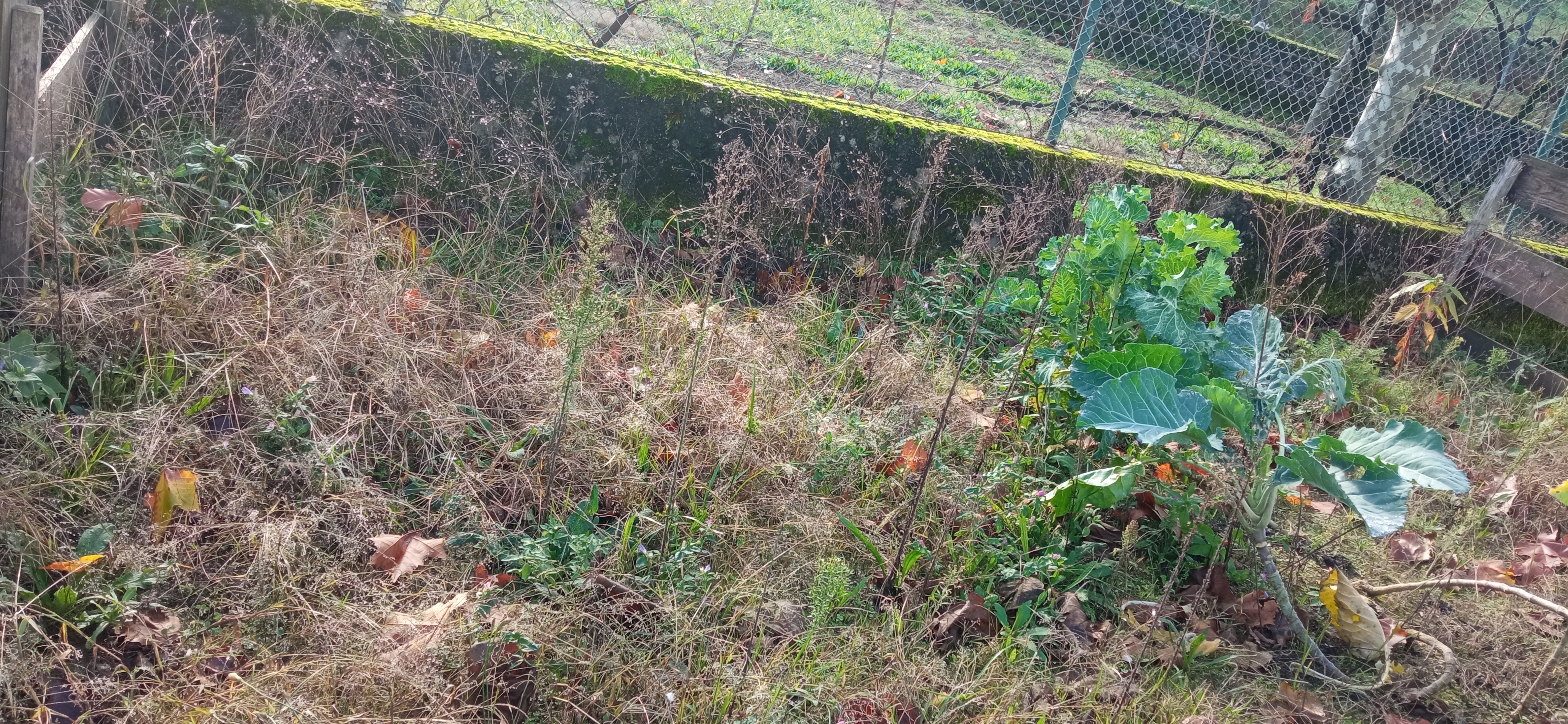 Estado dos canteiros, antes da limpeza do terreno