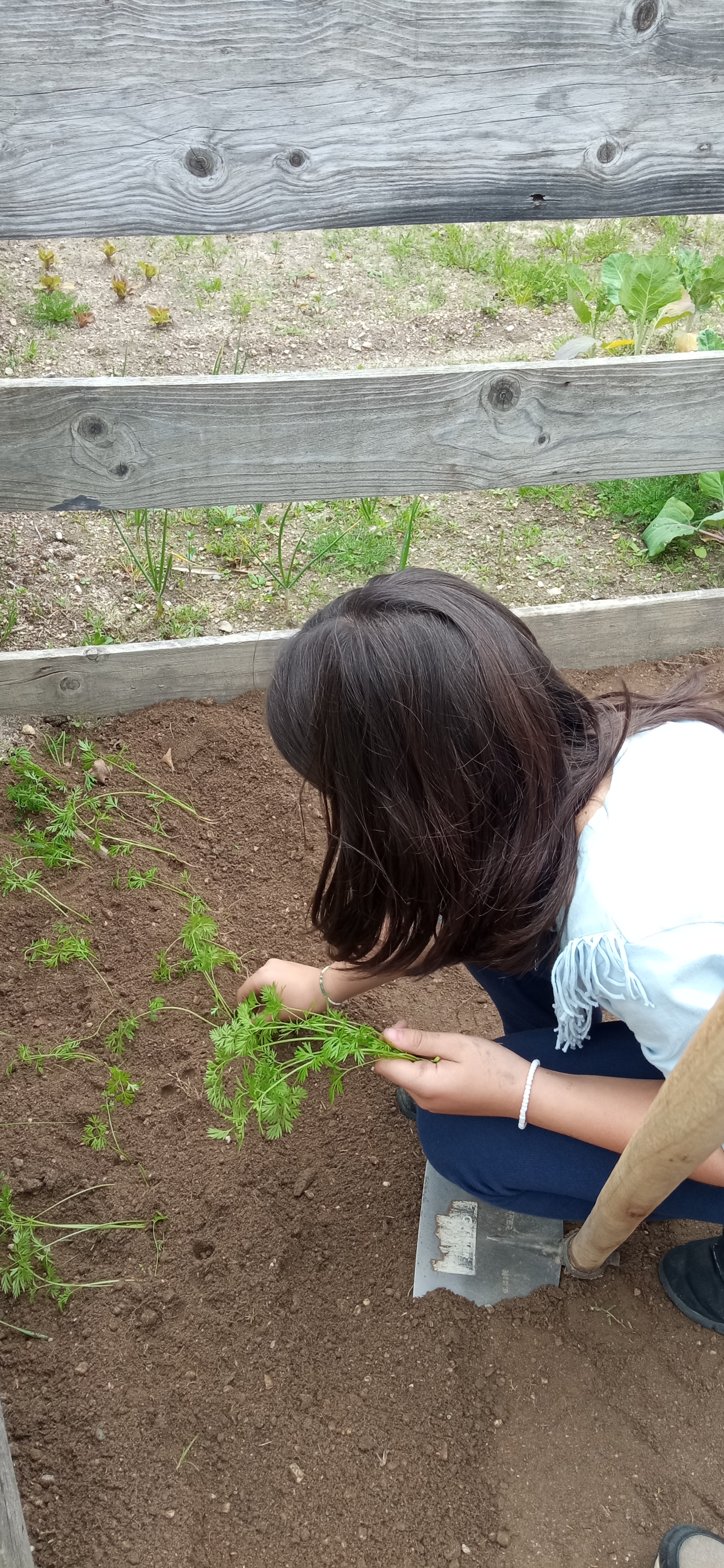 Transplante de cenouras e salsa