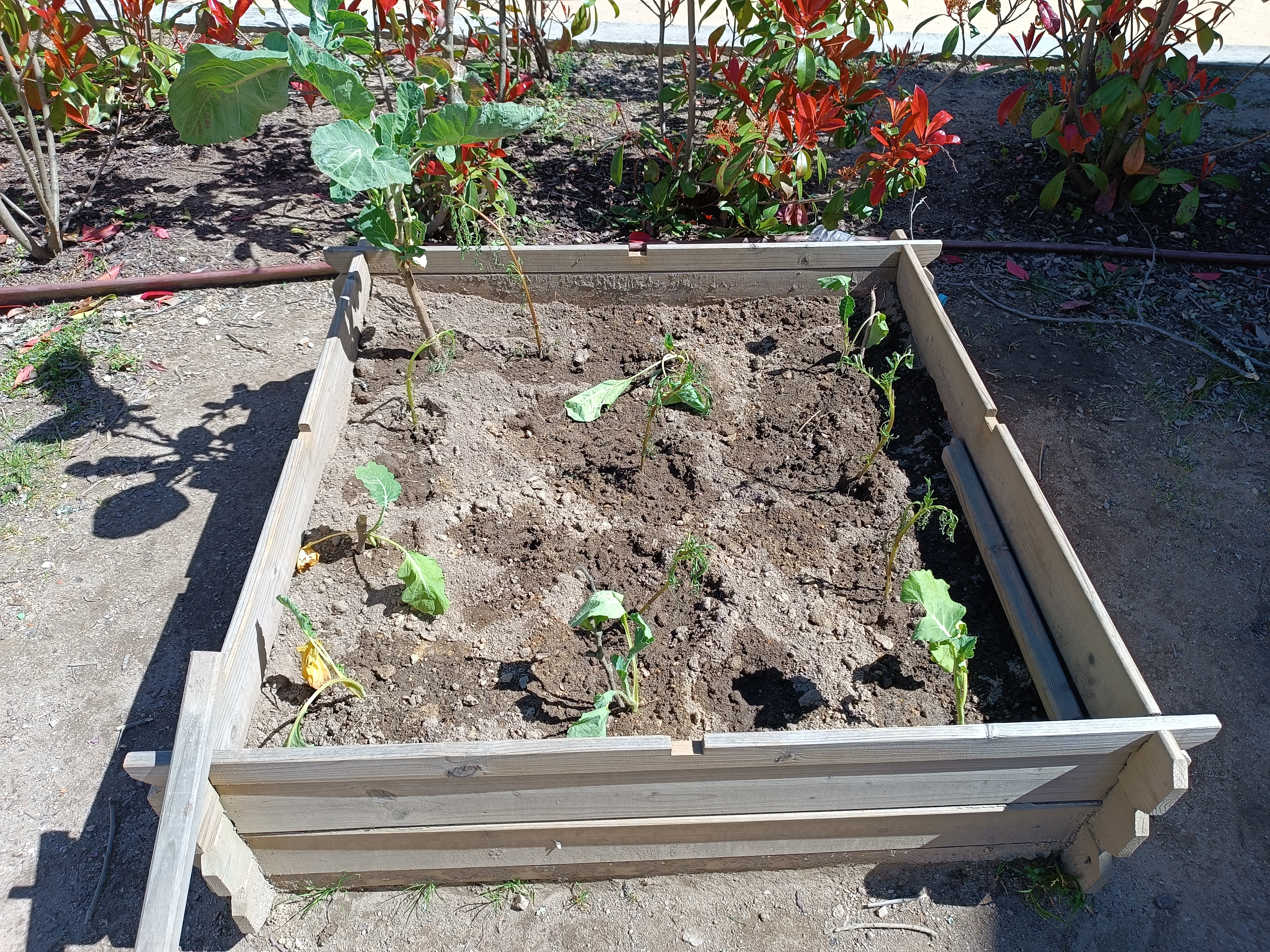 Canteiro com couves e tomates.