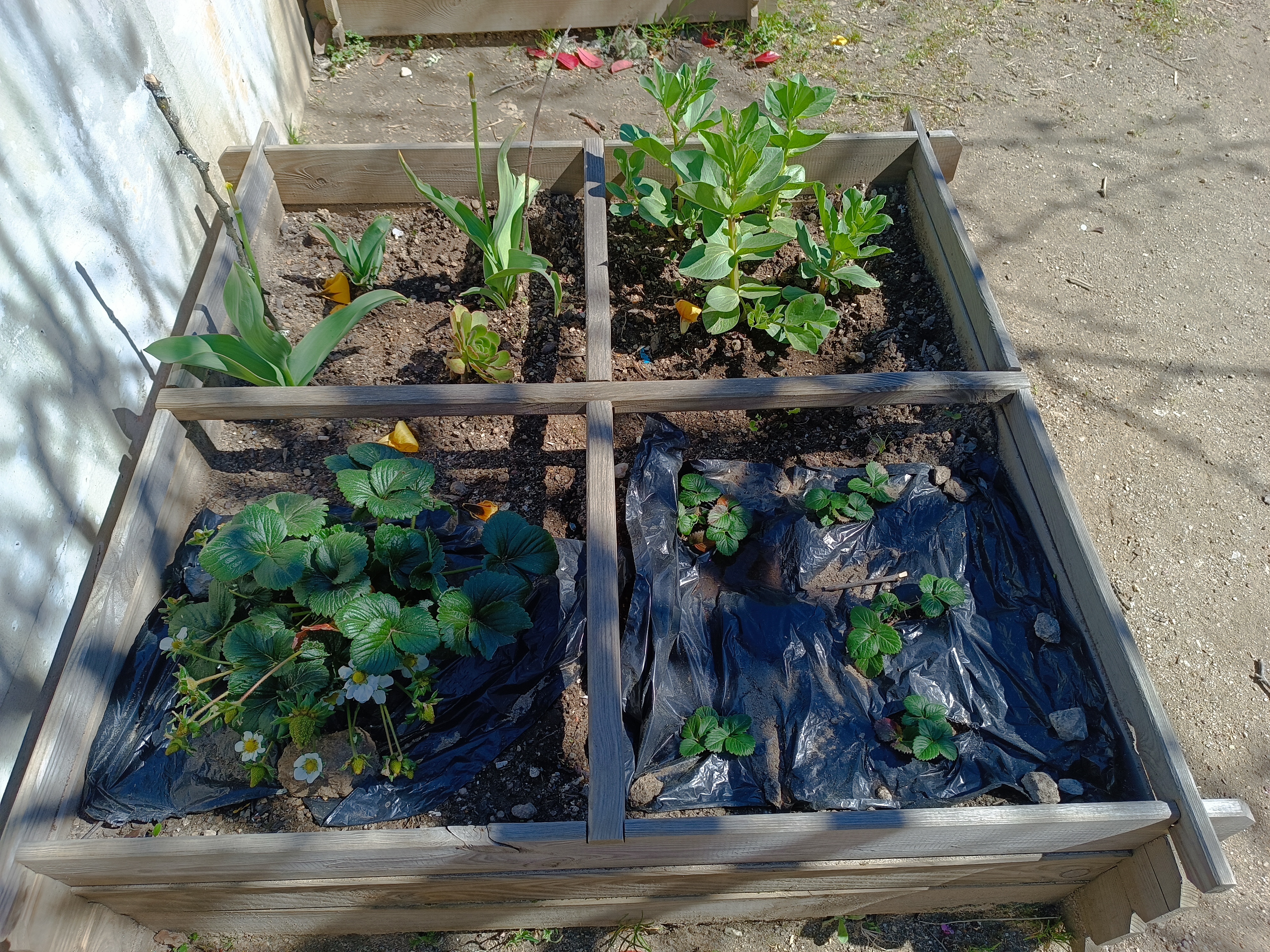 Canteiro com morangueiros, favas e flores.