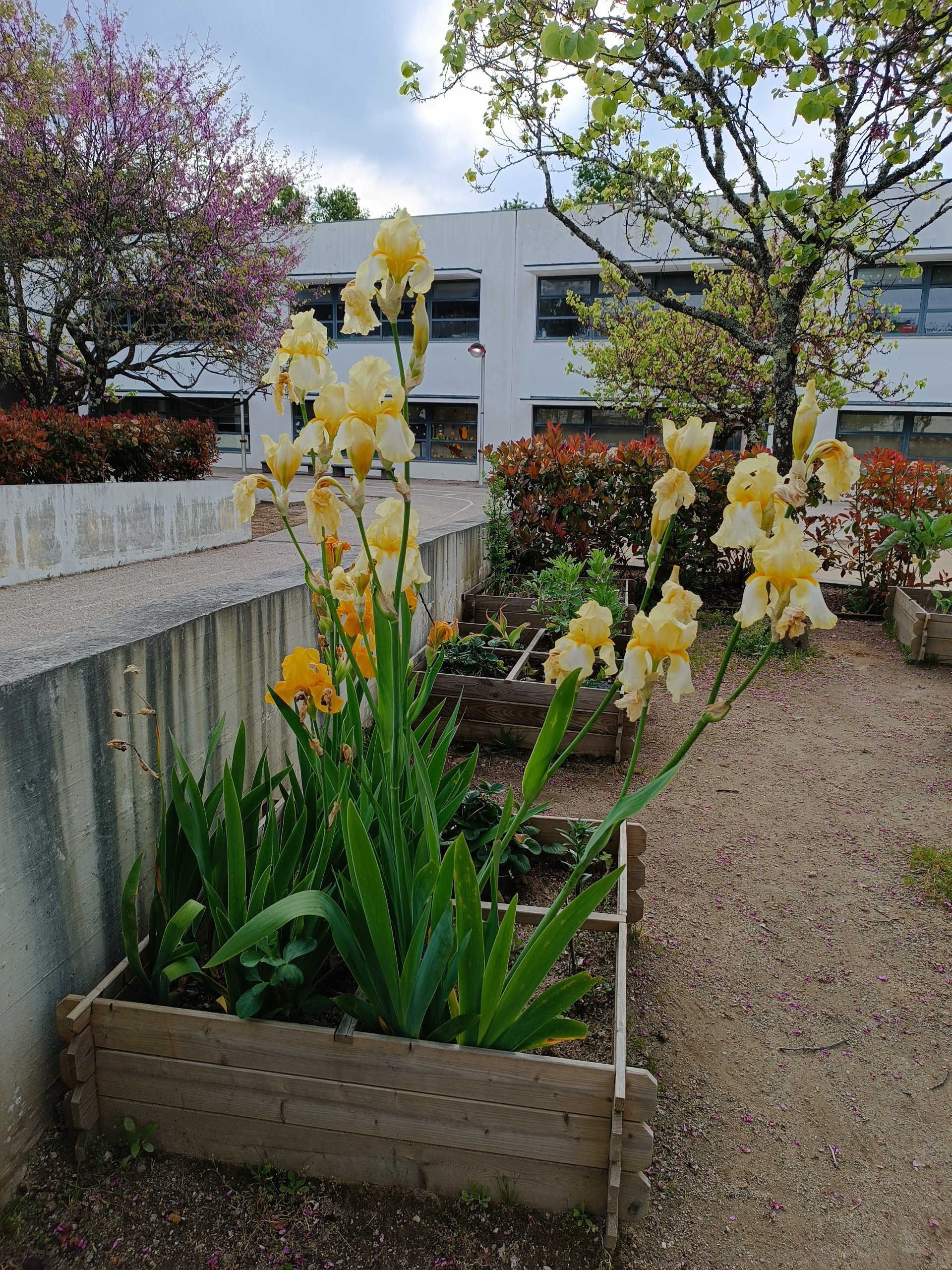 Lírios, flores de primavera.