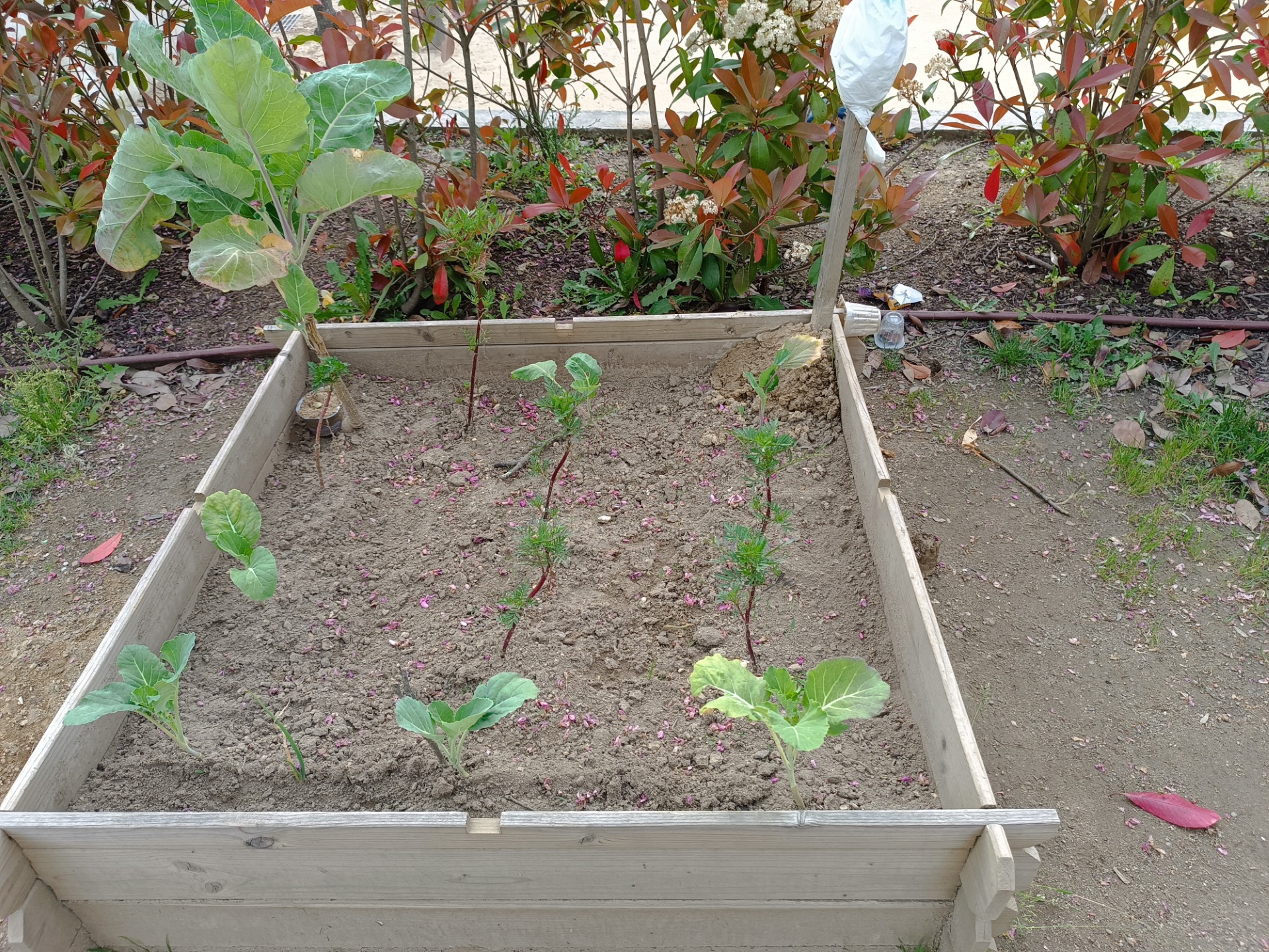Canteiro de couves e tomate.