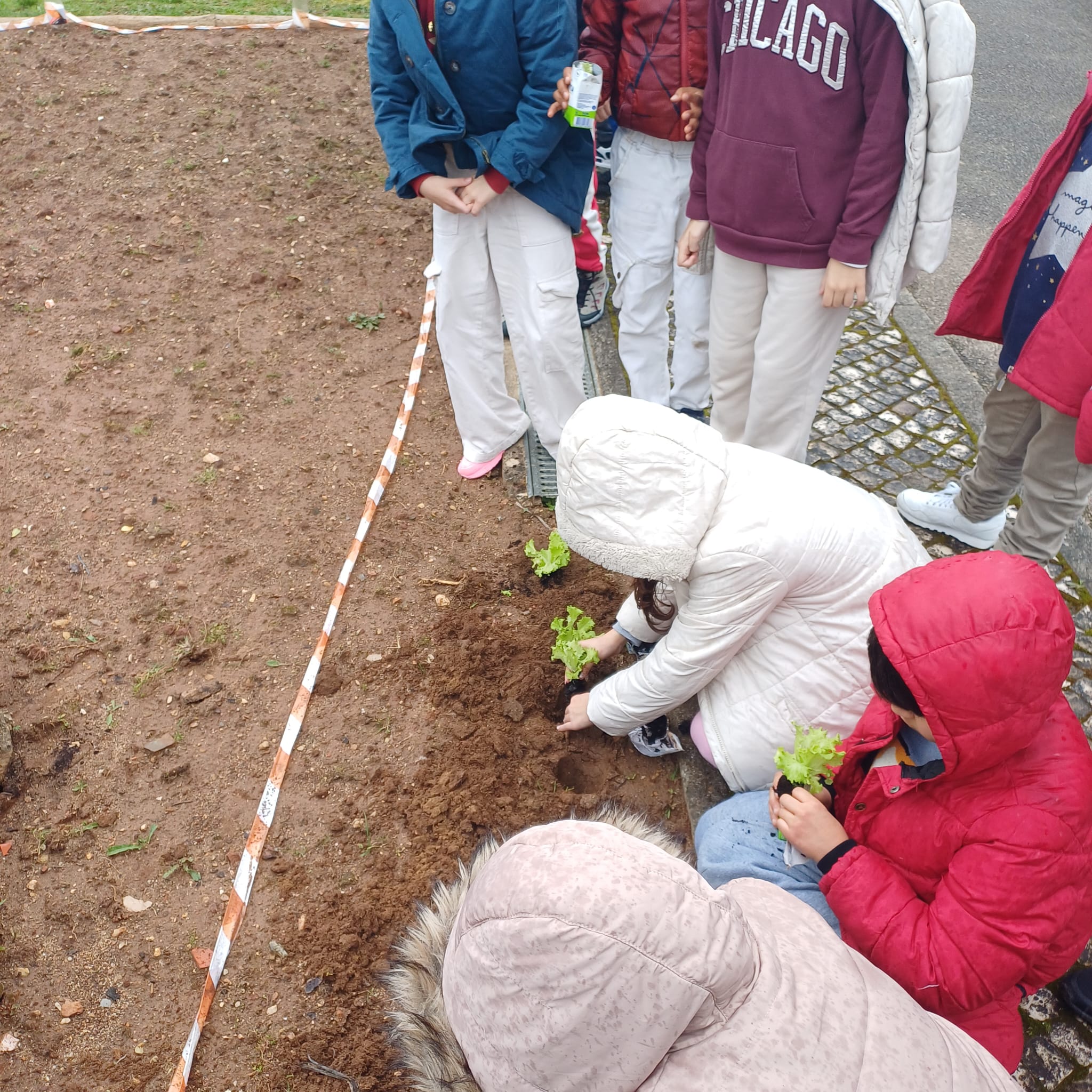 Plantação das alfaces