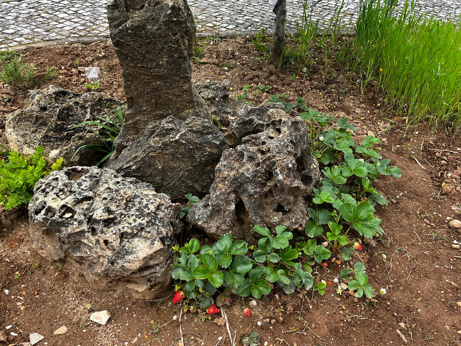 Os morangueiros