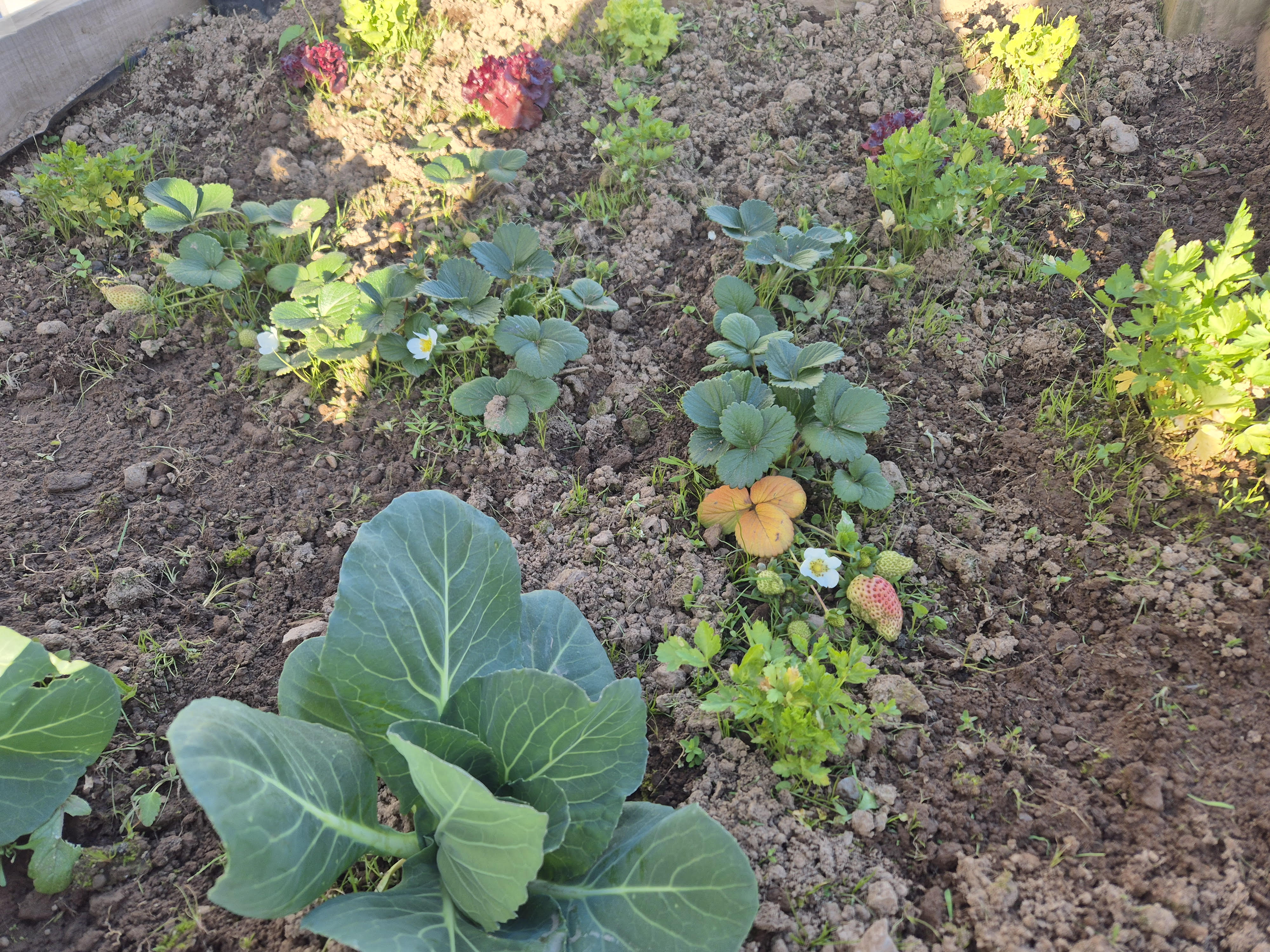Uma fotografia que pretende demonstrar algumas espécies alimentares cultivadas, promovendo a sustentabilidade e os hábitos alimentares saudáveis.