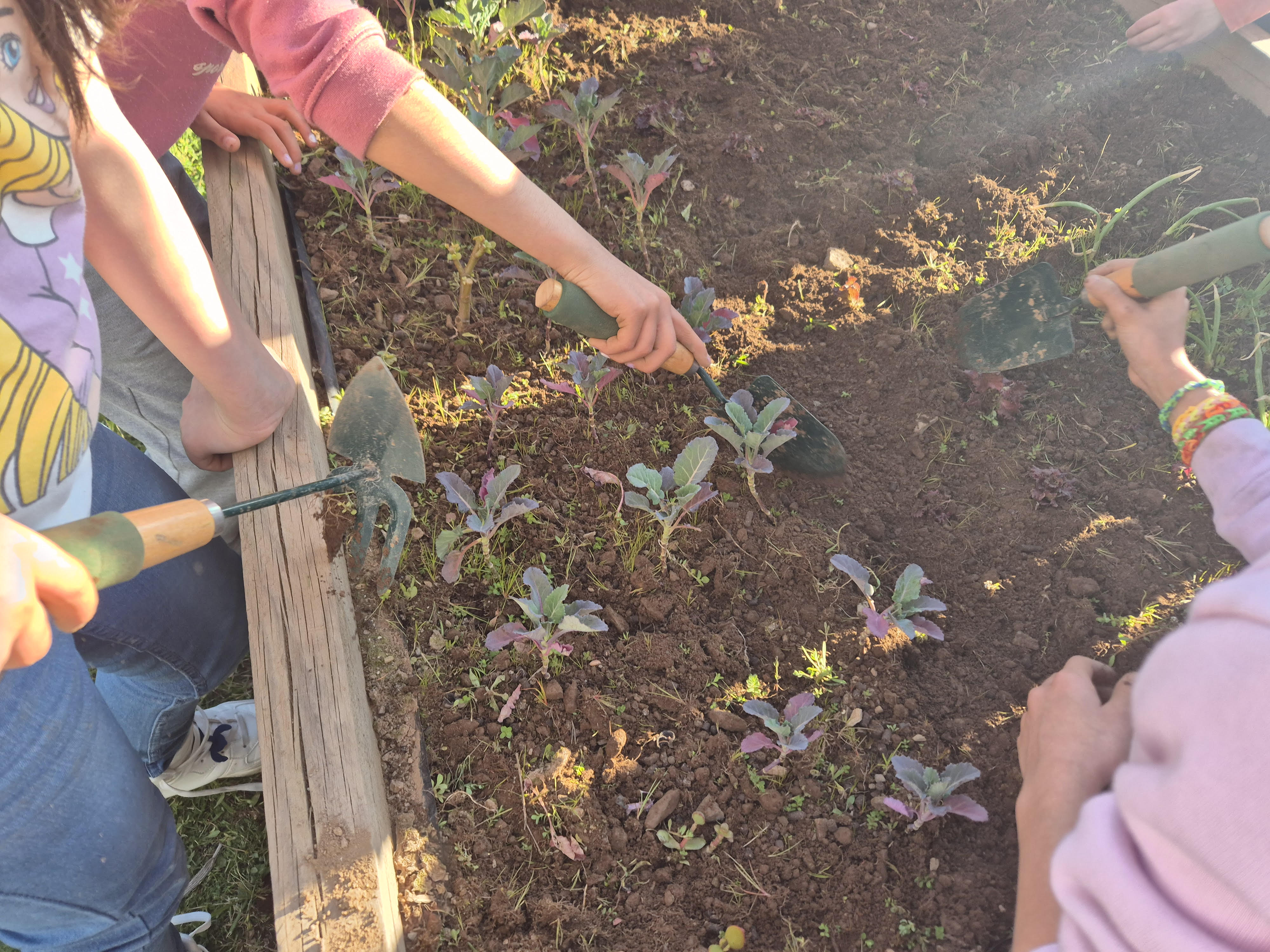 Manutenção de outra caixa de cultivo, onde é visível o cultivo de outras espécies alimentares.