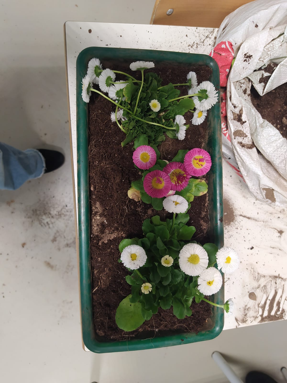 Plantação de espécies polinizadoras em vaseiras, que serão colocadas na horta, ao estilo de "jardim vertical".