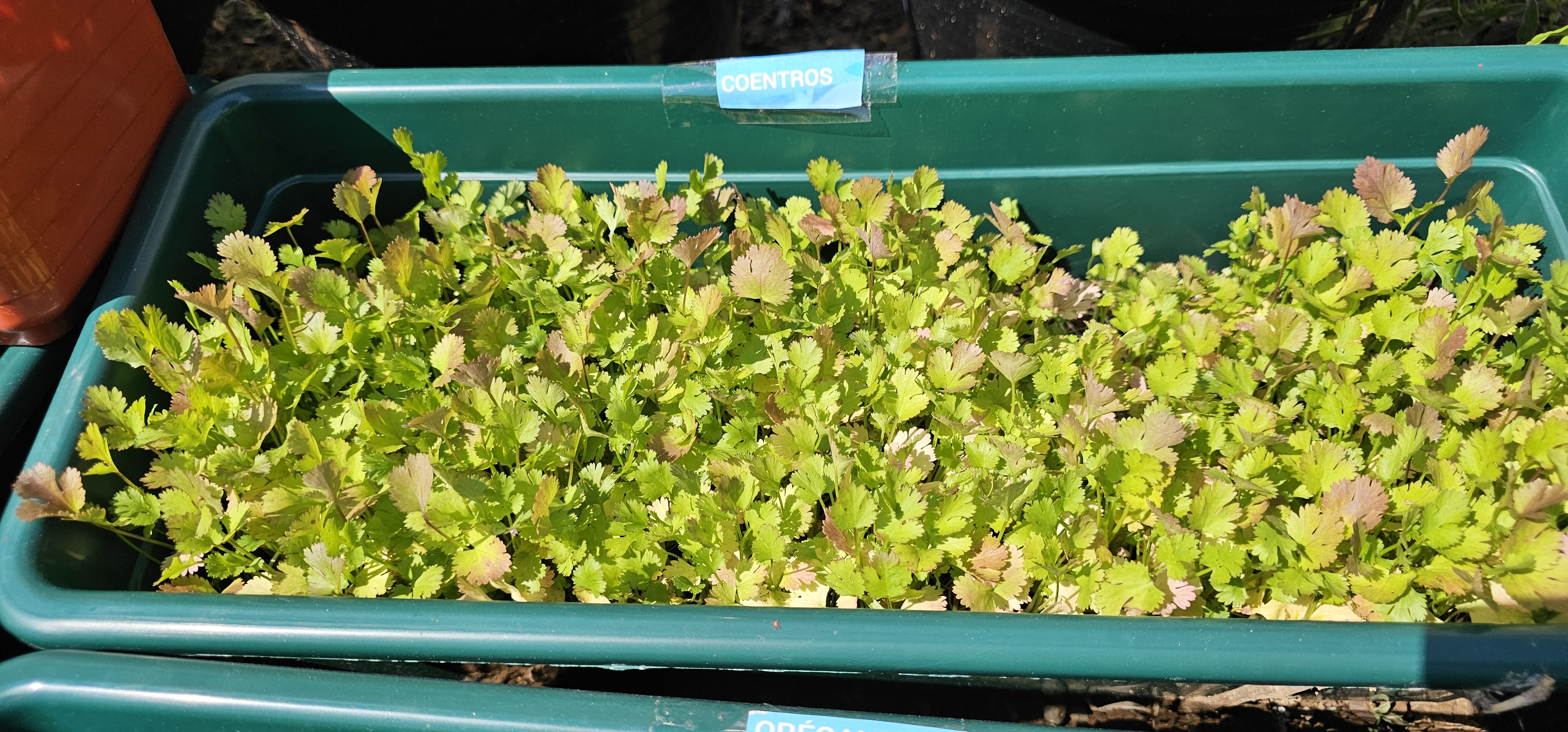 Coentros, em crescimento, como exemplo das aromáticas.