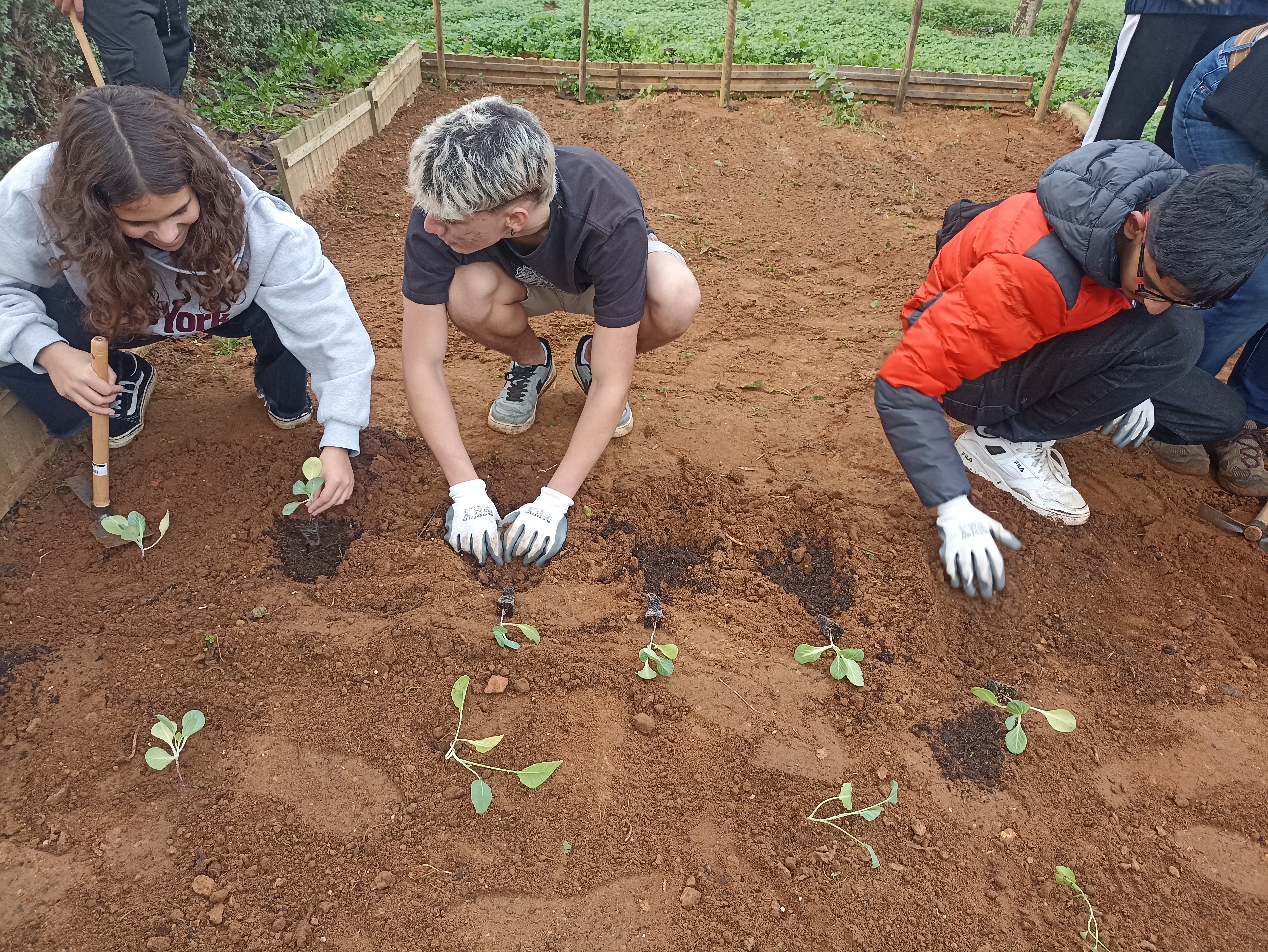 Plantação de hortícolas (couves, alfaces)