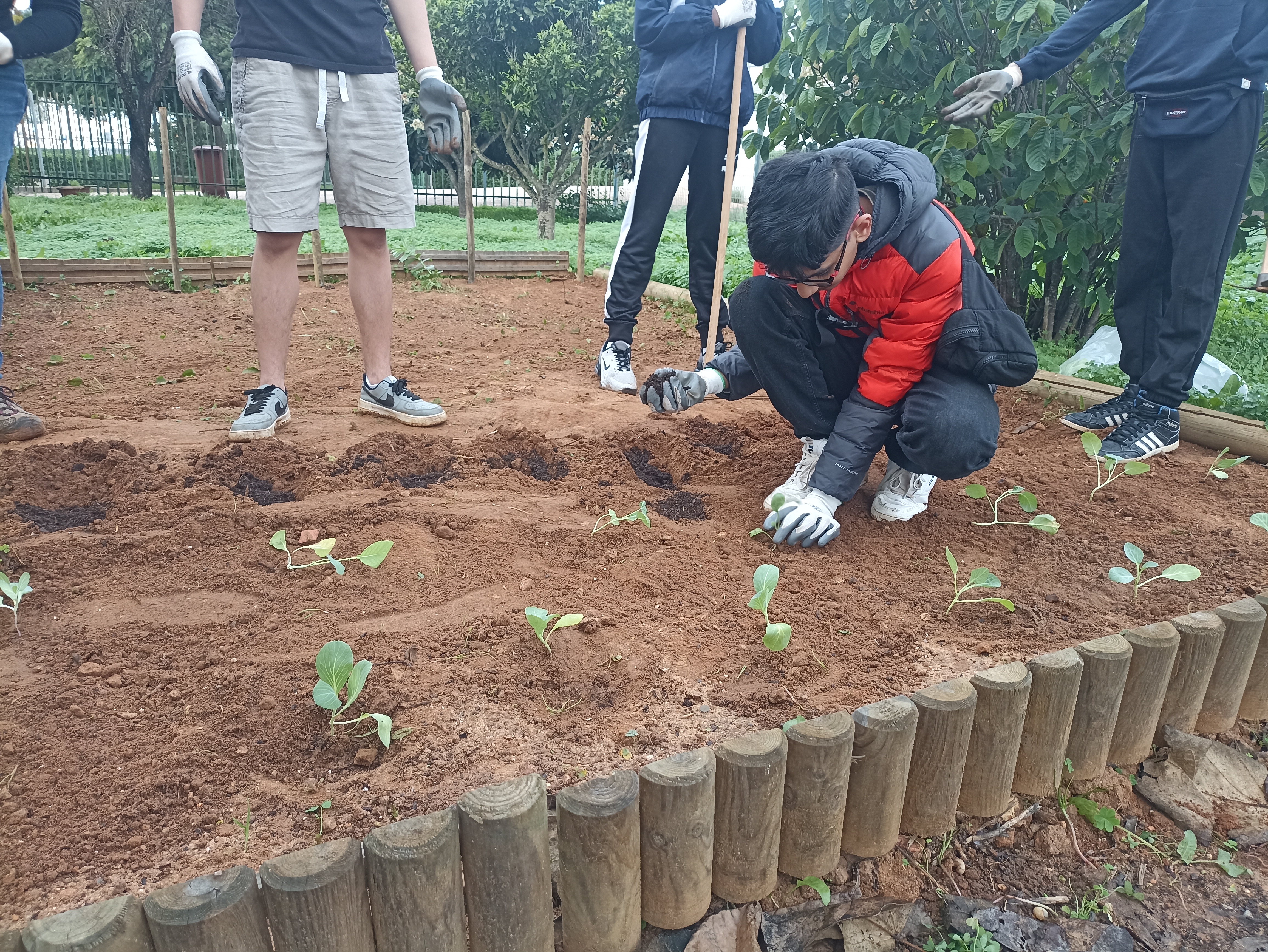 Os alunos plantam os produtos hortícolas