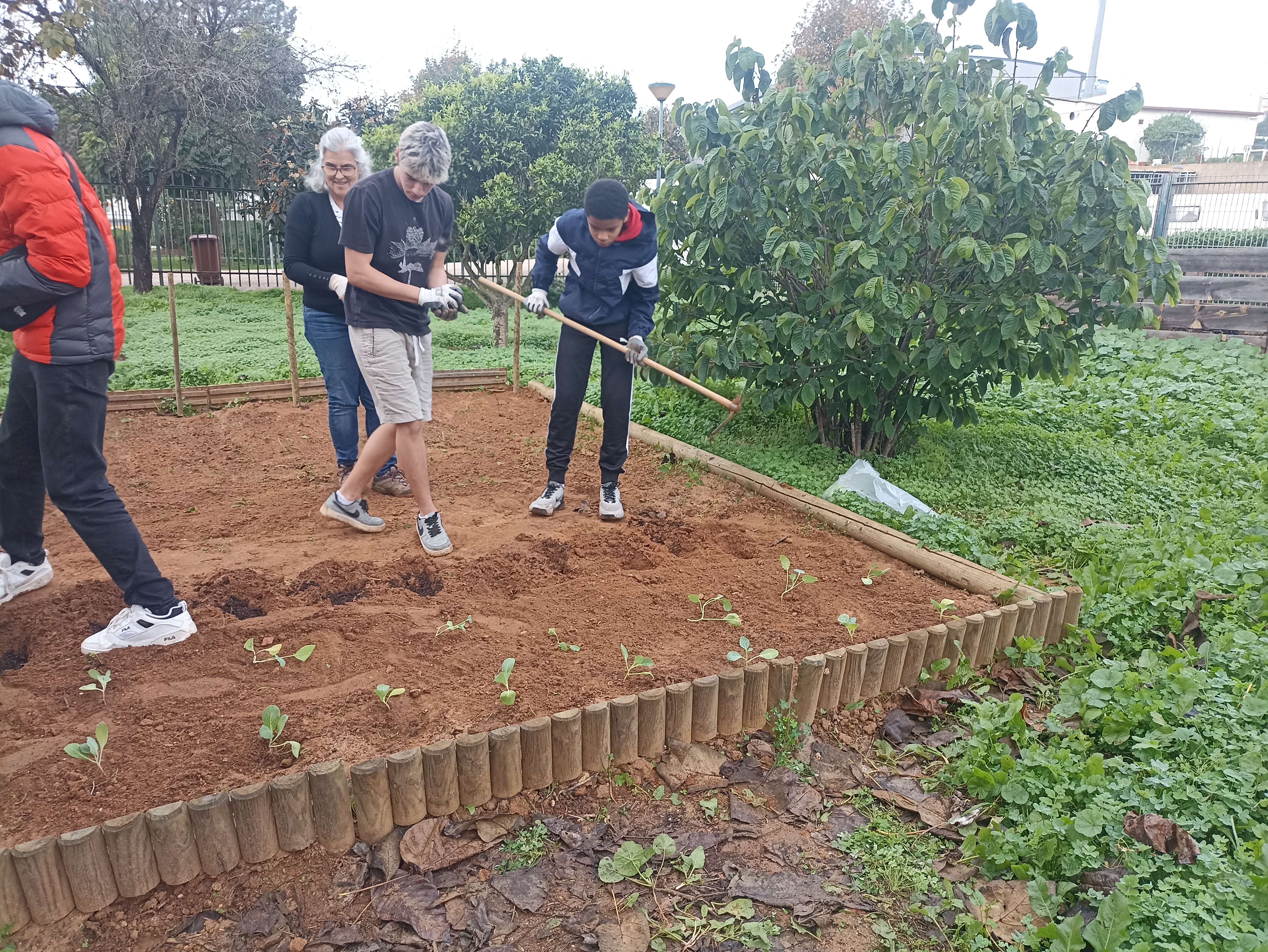 Os alunos plantam as hortícolas