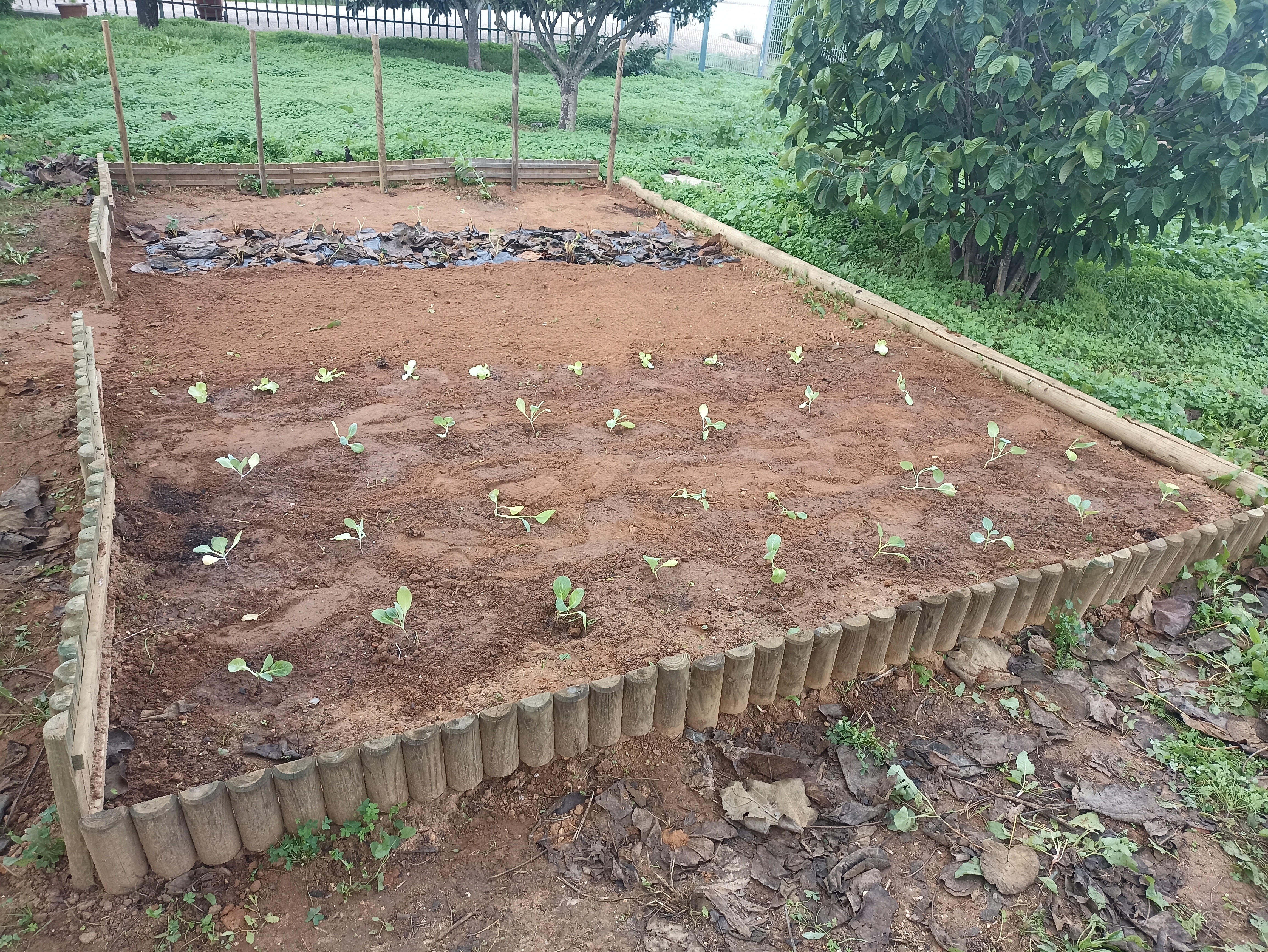 A horta já plantada