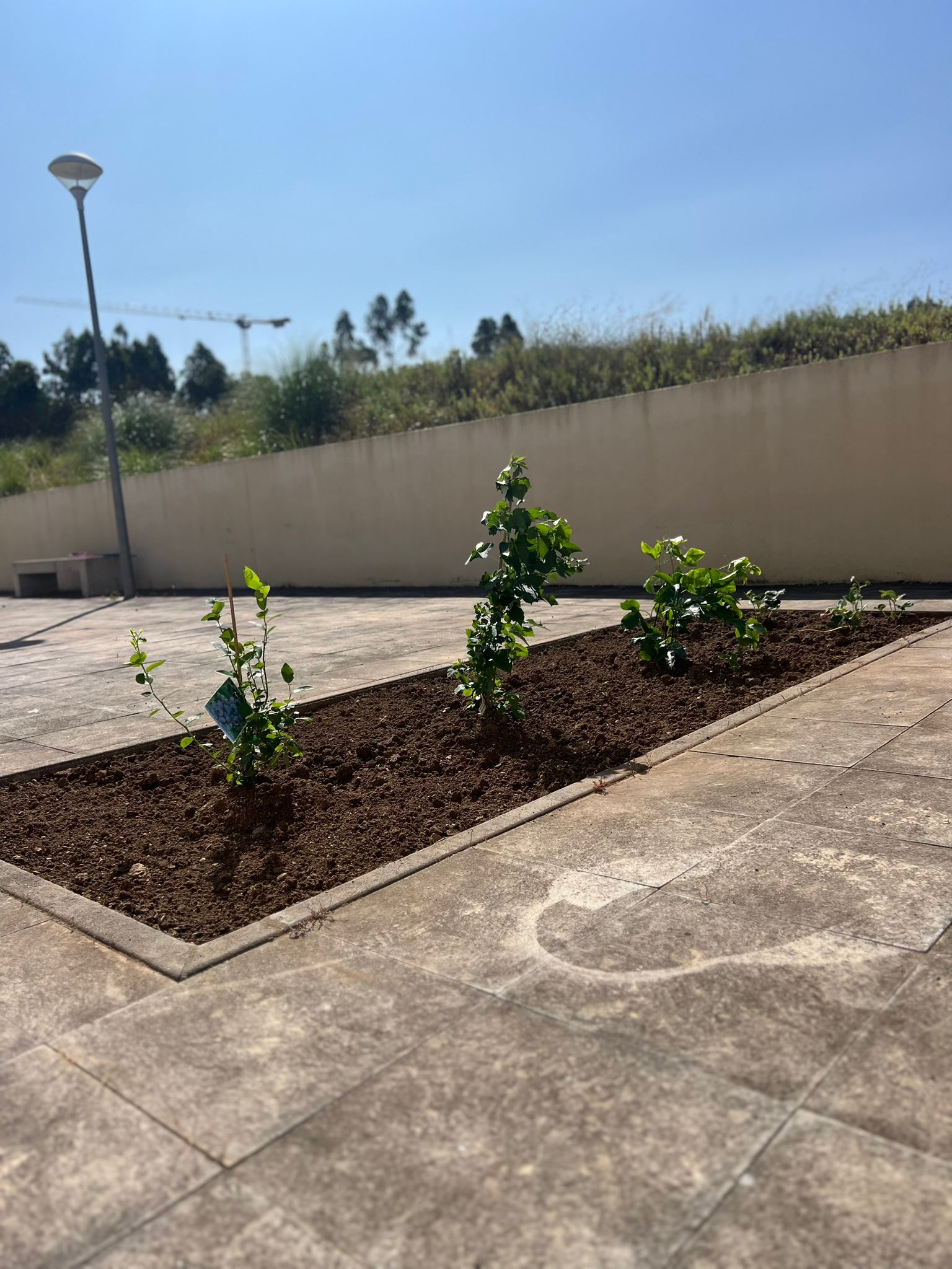 Crescimento das plantas