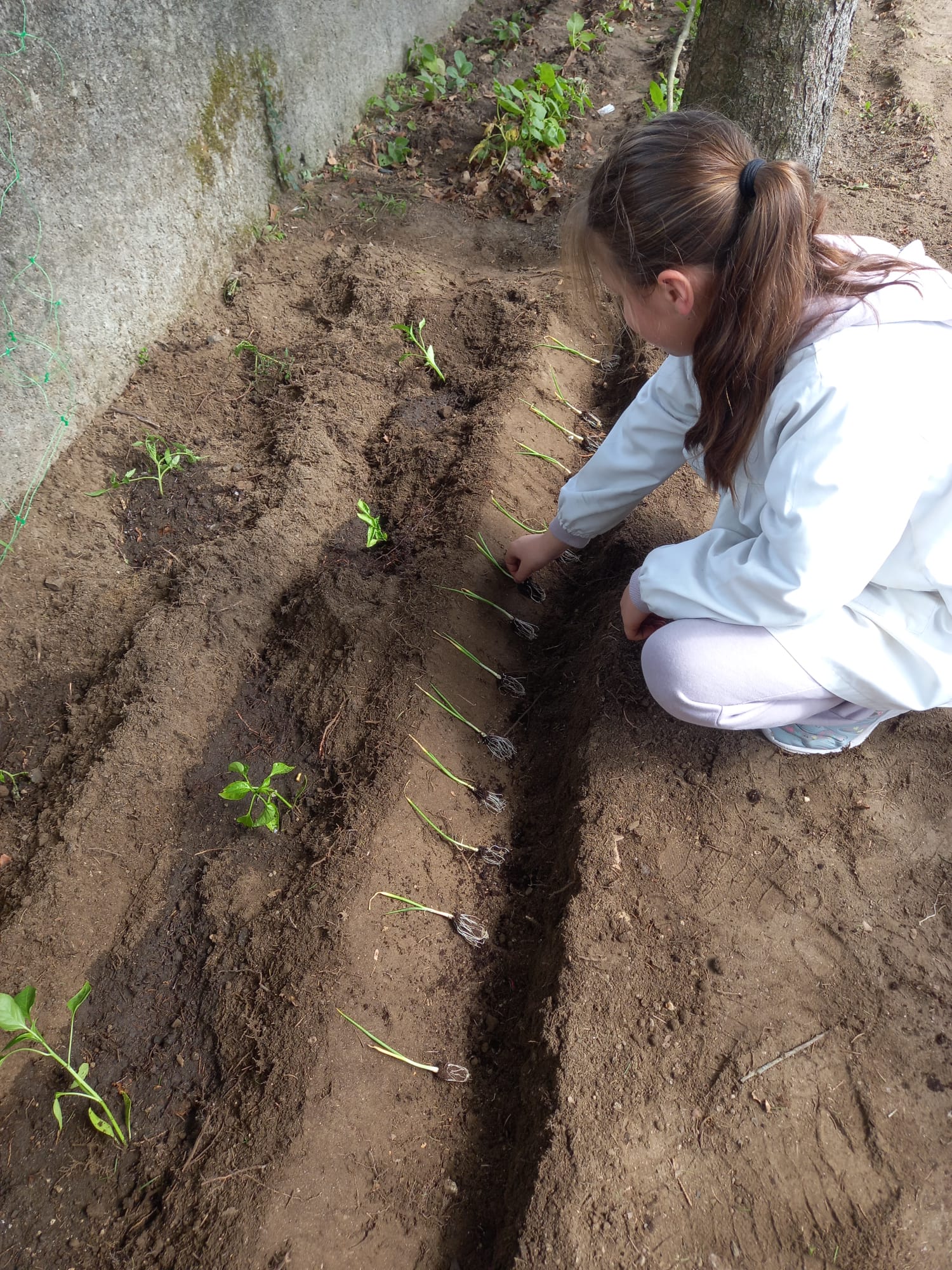 Plantar