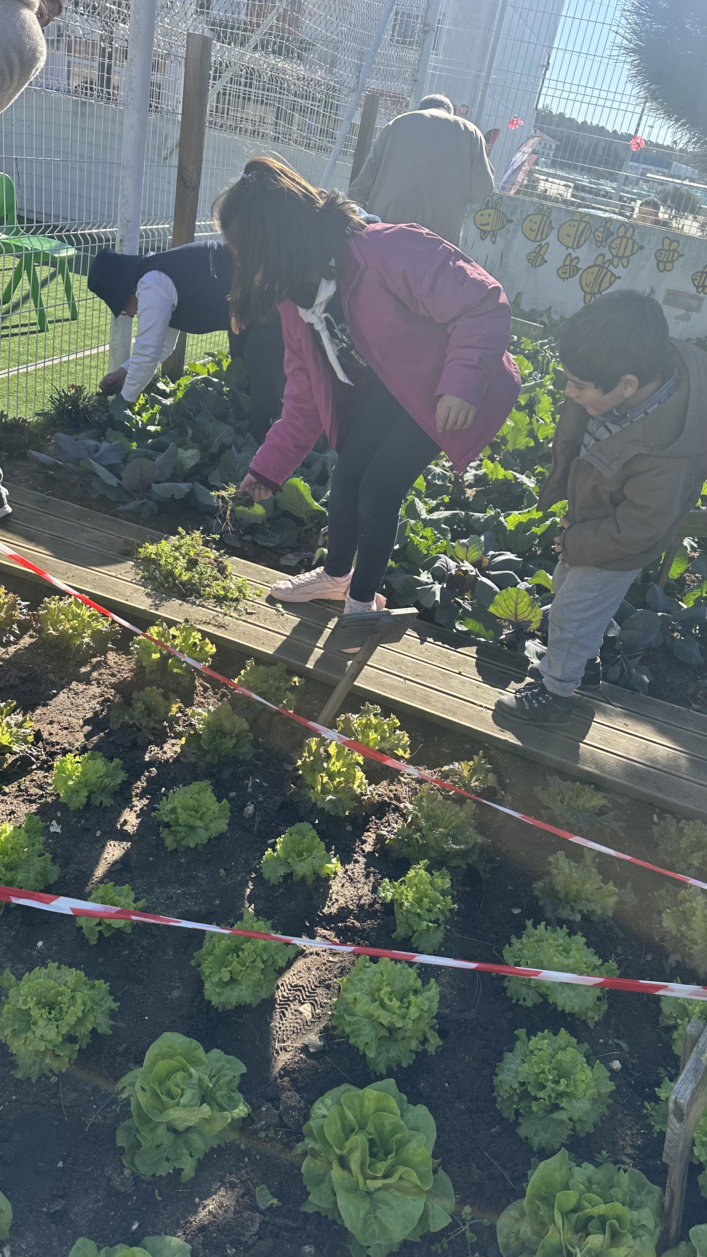 Alunos a pegar nas ervas tiradas da horta para dar de alimento às galinhas.