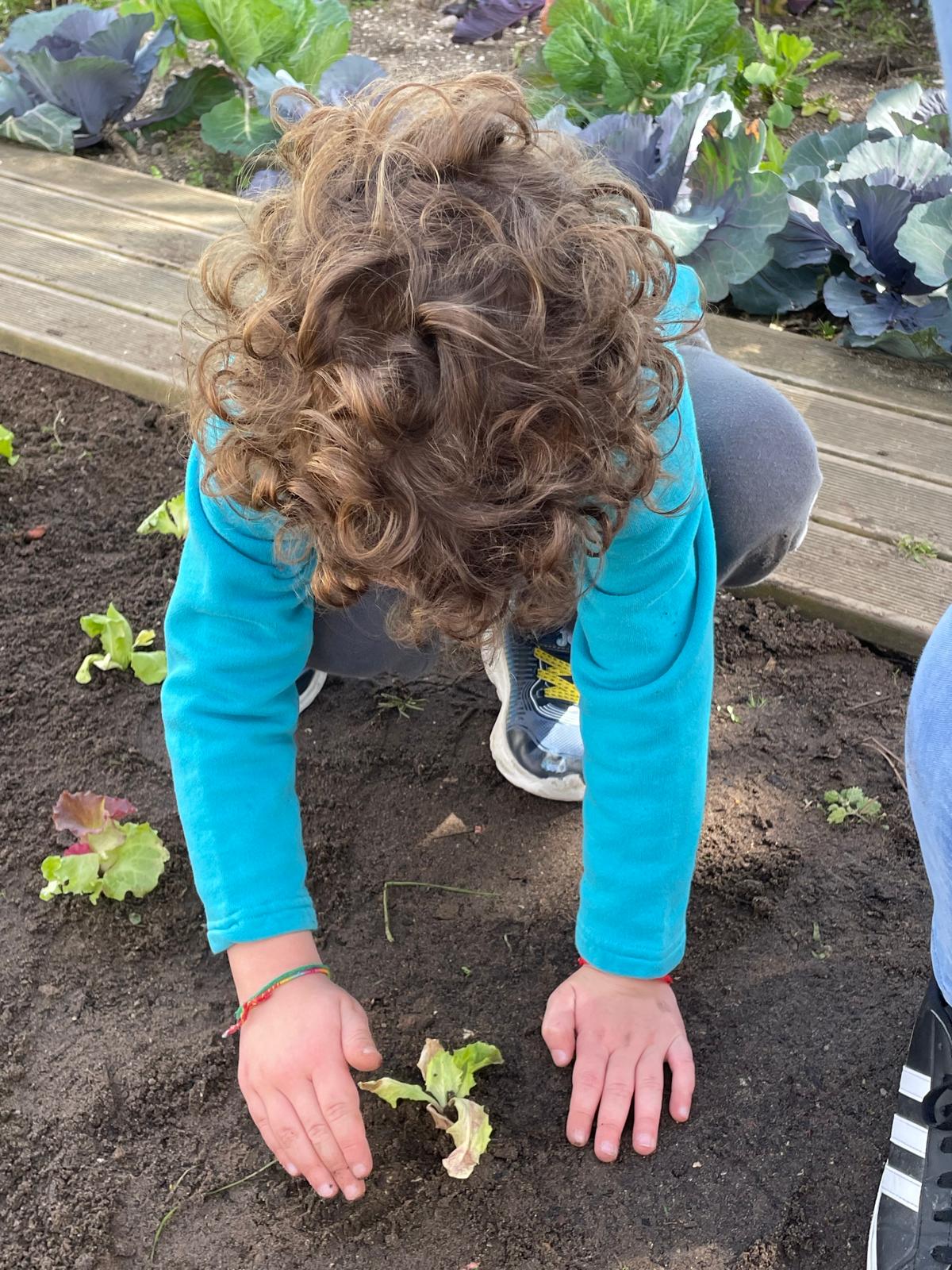 Aluno da educação pré-escolar a plantar legumes na Horta