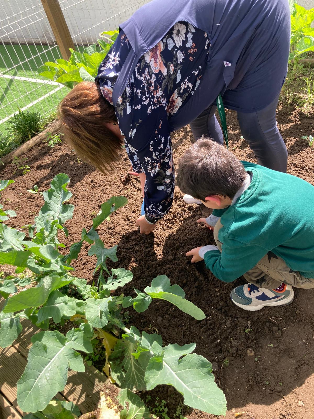 Aluno da educação pré-escolar a plantar legumes na Horta