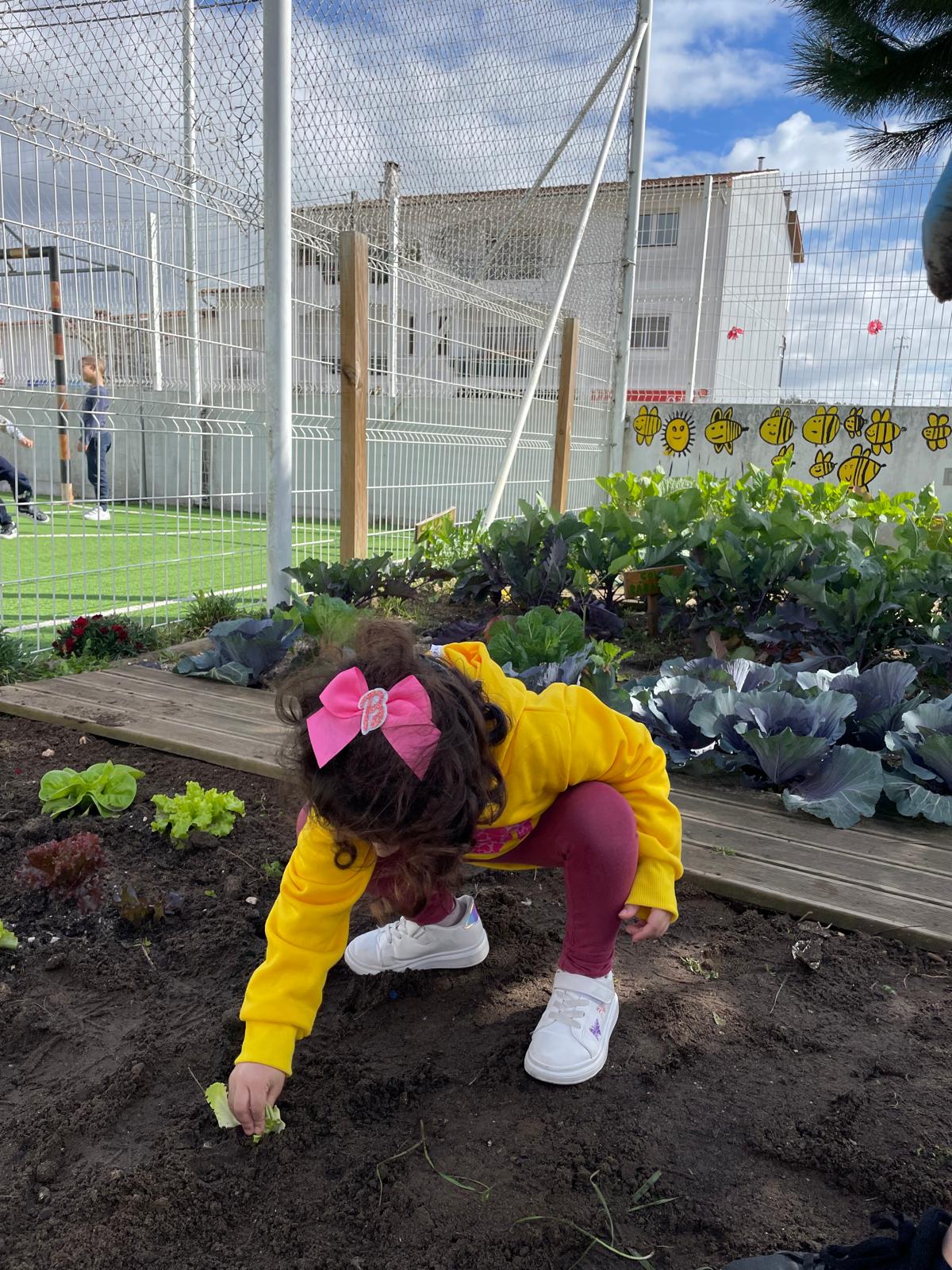 Aluno da educação pré-escolar a plantar legumes na Horta
