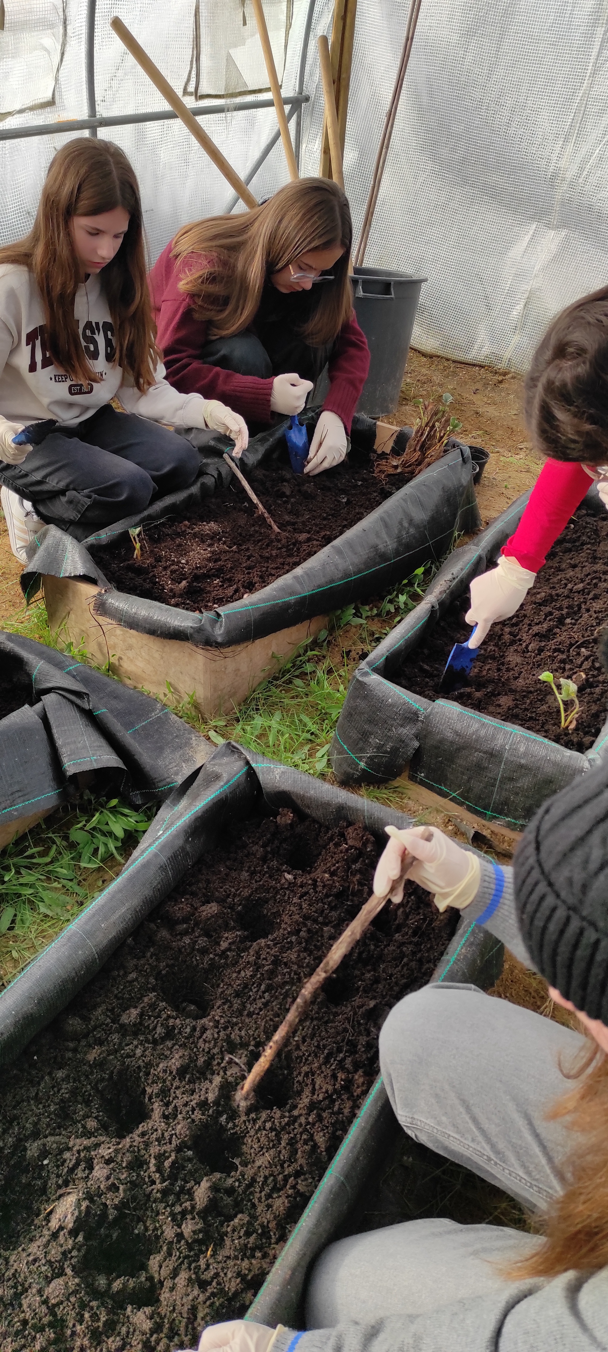 Preparação do terreno para a plantação de morangos.
Um grupo de alunas prepararam o terreno.