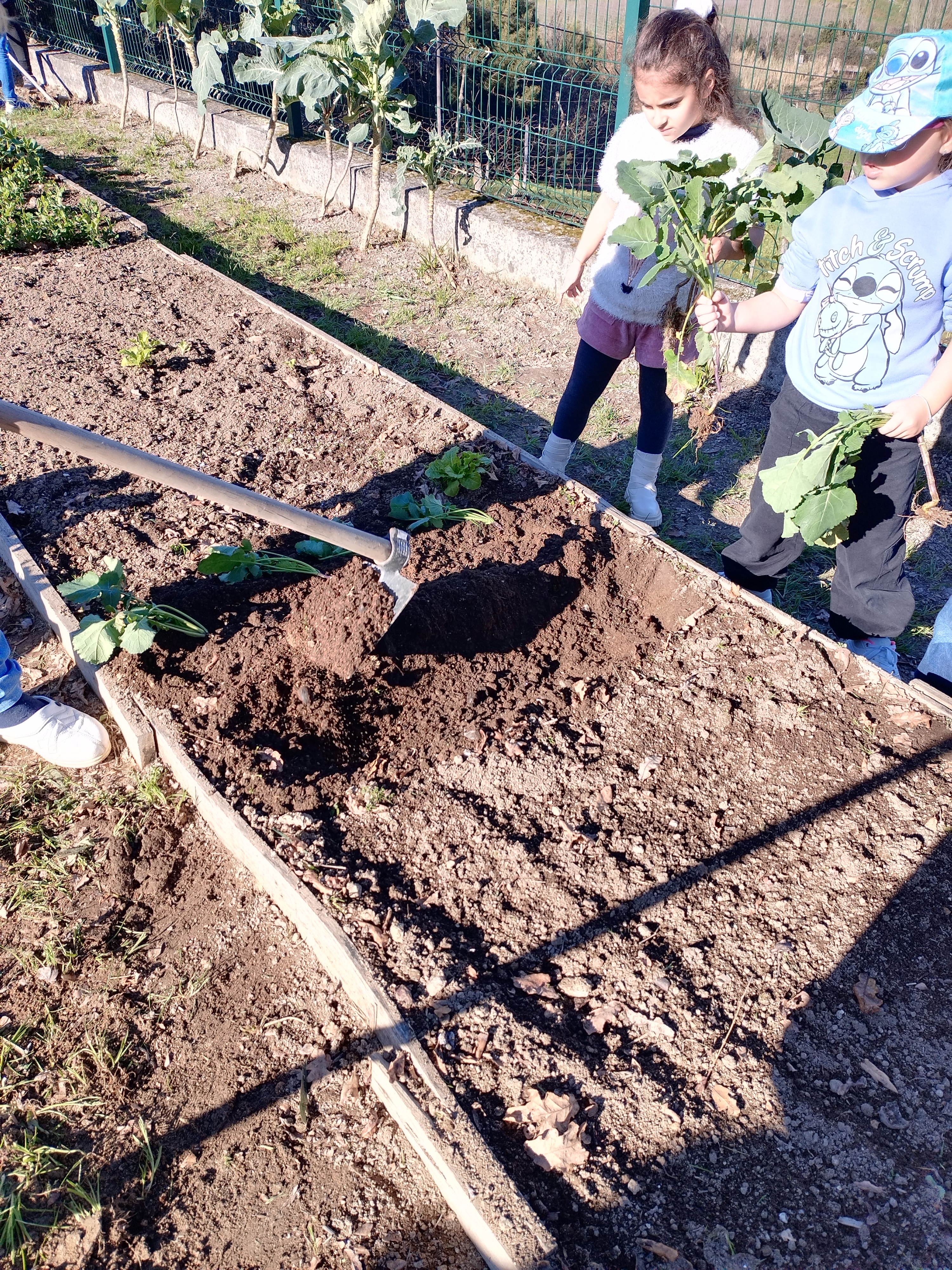 Plantação de nabiças.