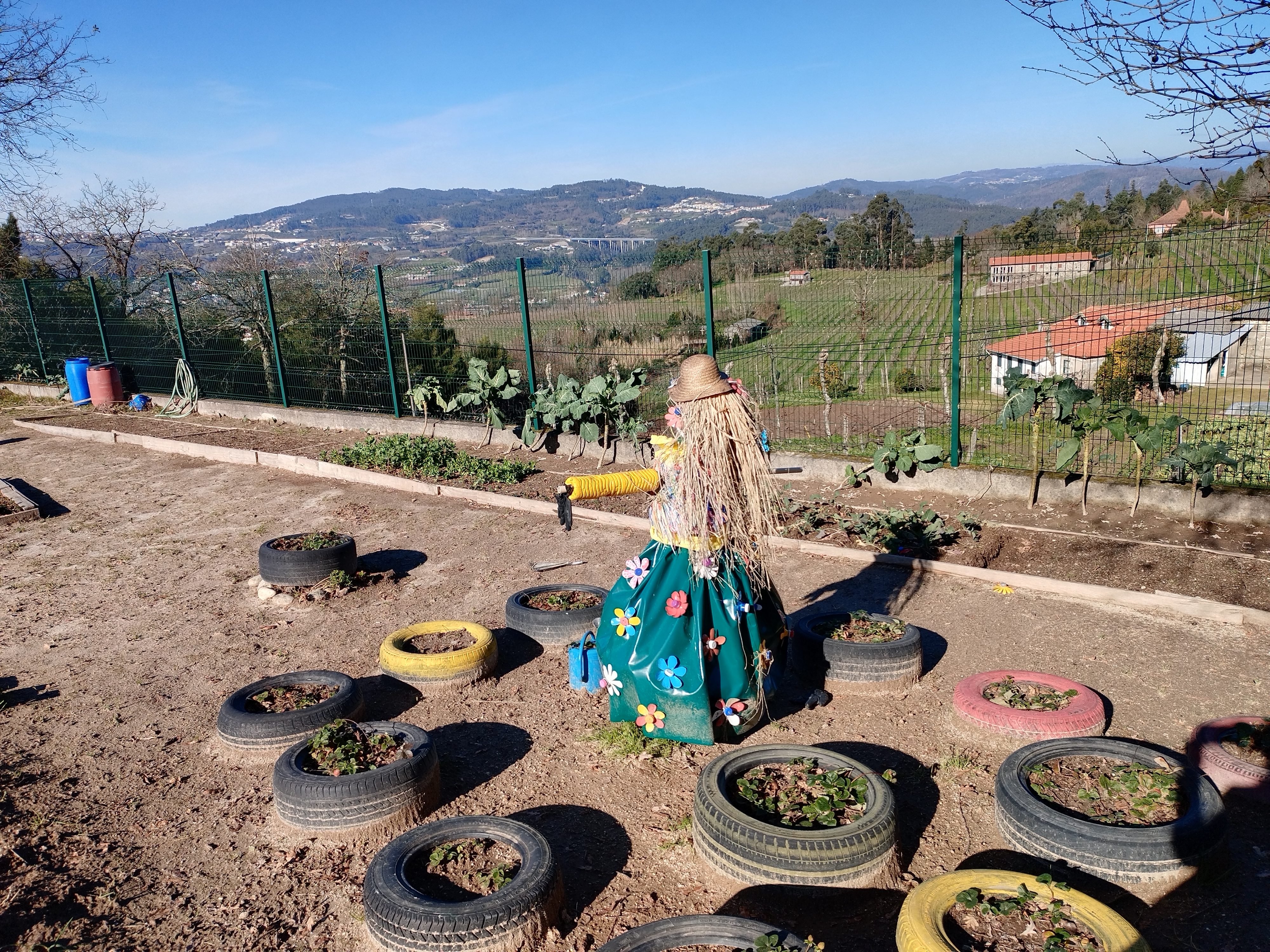 As favas e as ervilhas estão a crescer bem. Também estamos a preparar os canteiros dos morangos.