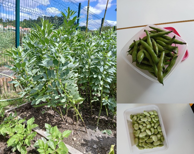 Já se colheram as favas.