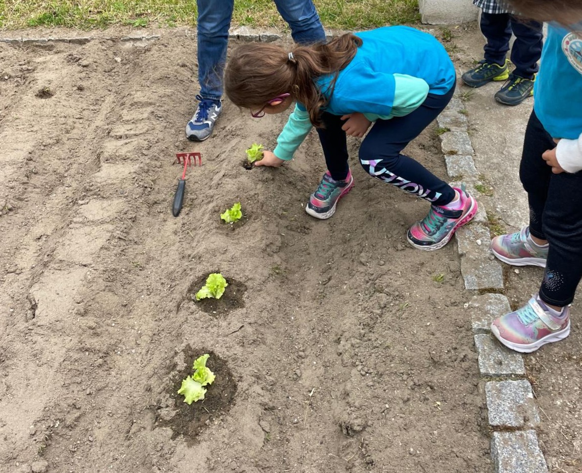 As alfaces plantar!