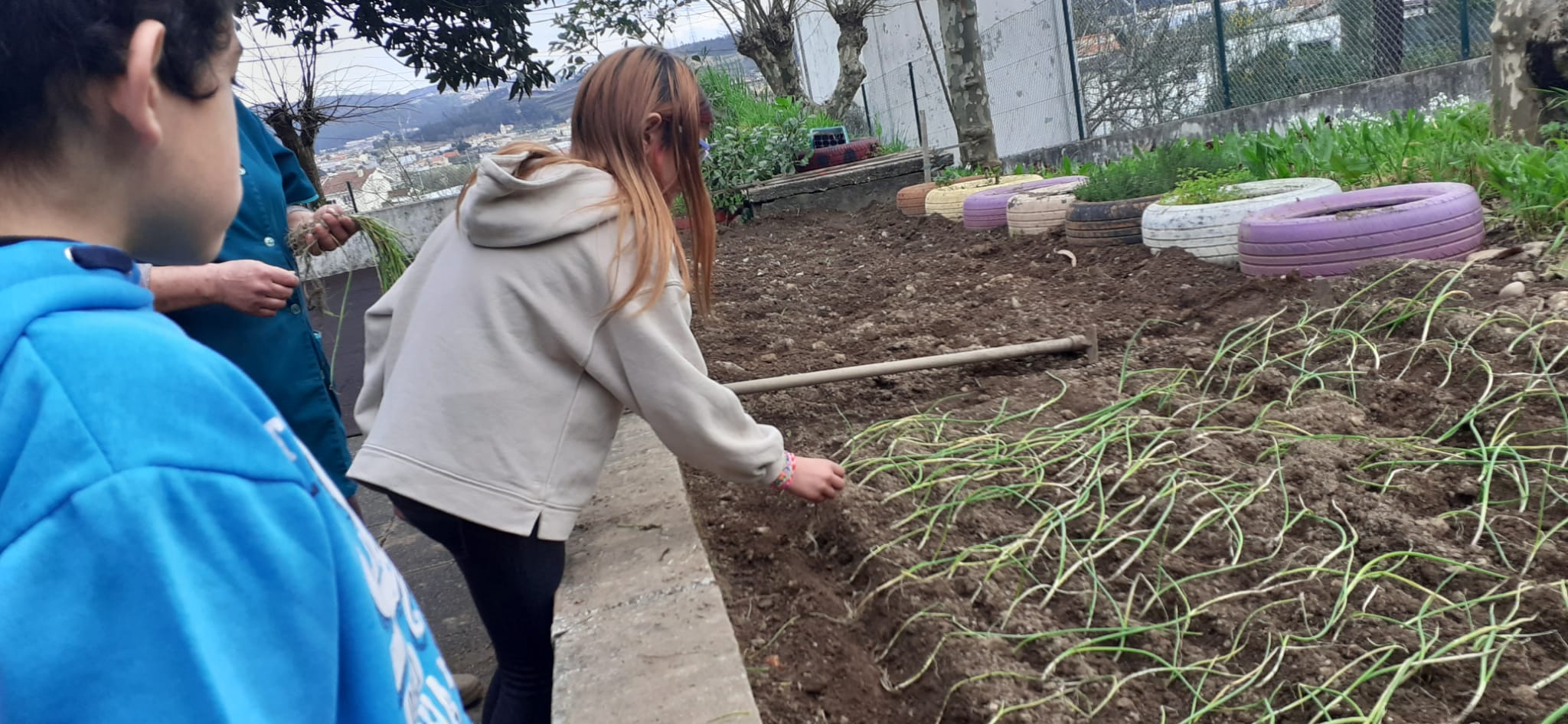Alunos a plantar cebolo