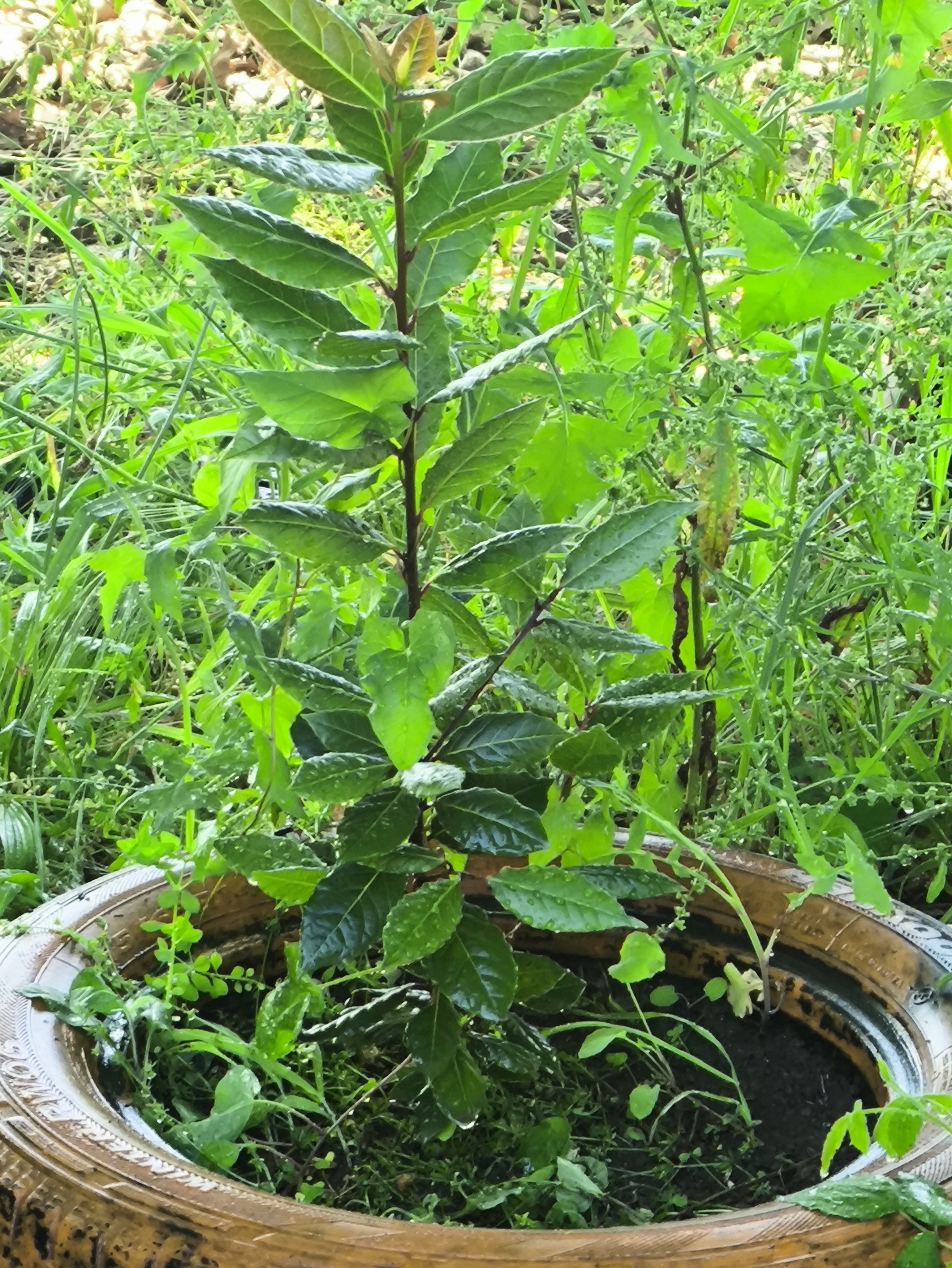 Loureiro/erva aromática em crescimento