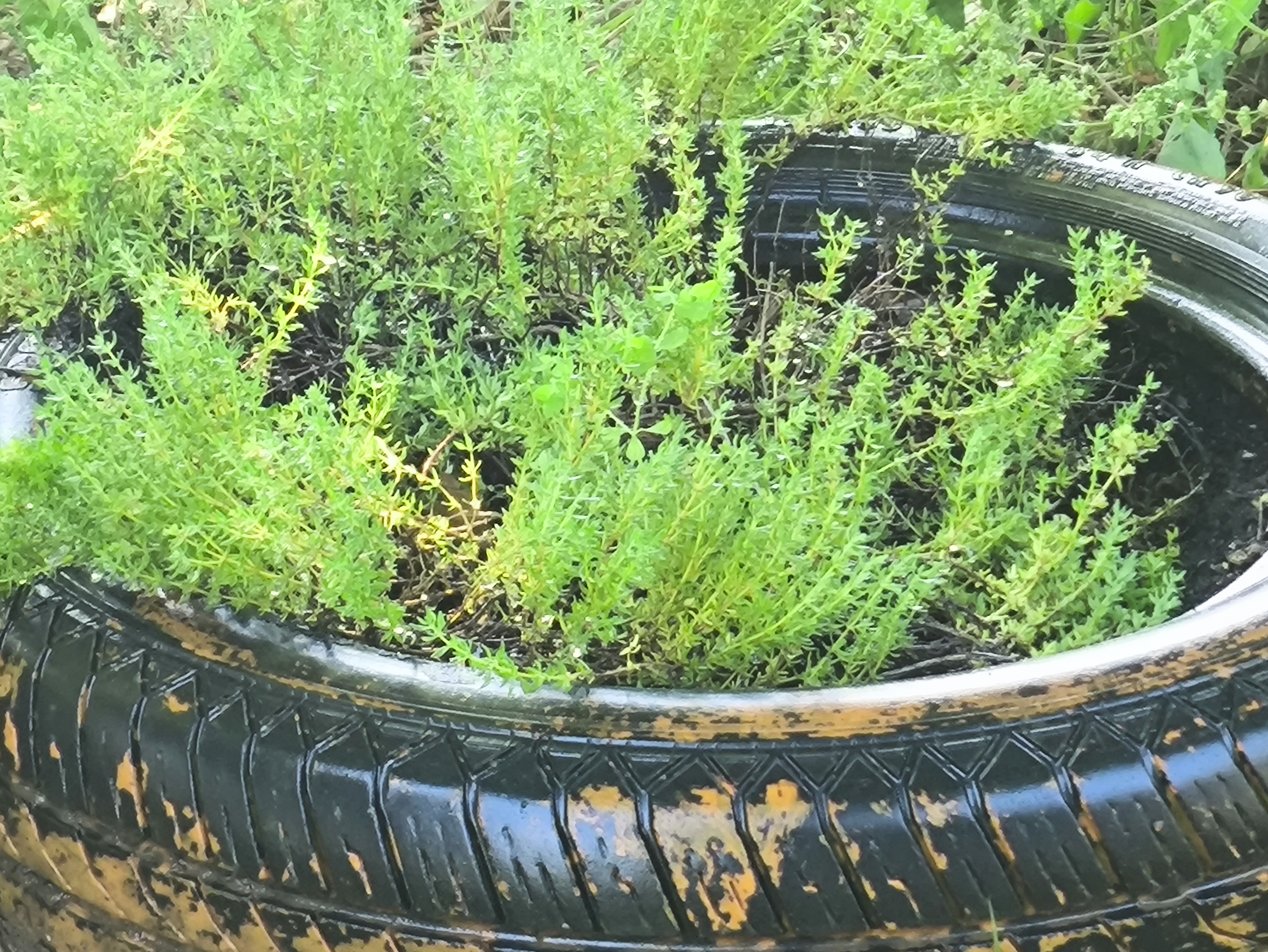 Tomilho/erva aromática pronta a colher