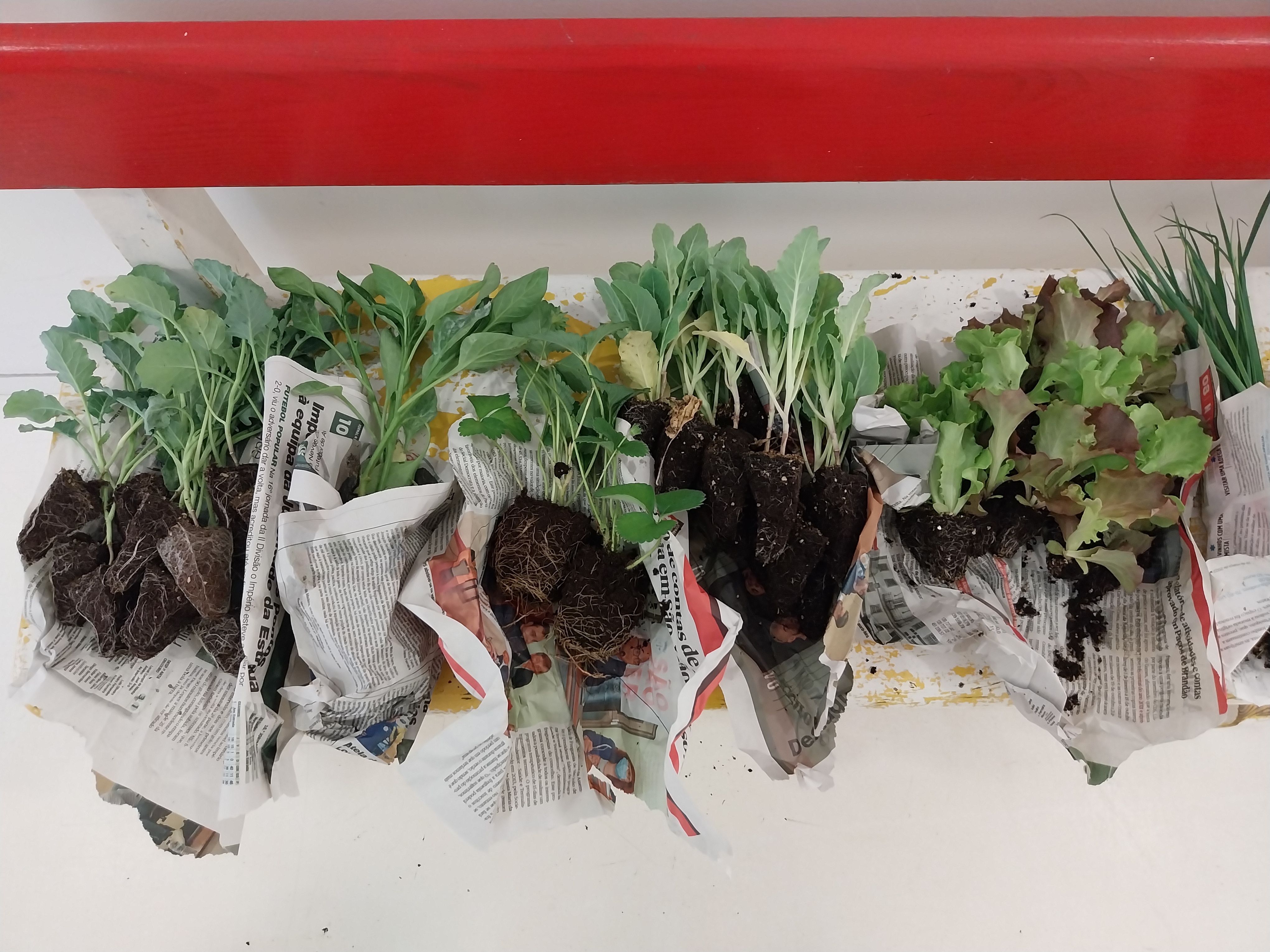Pra iniciar a nossa horta biológica, as crianças foram ao mercado comprar os produto hortícolas que pretendiam plantar