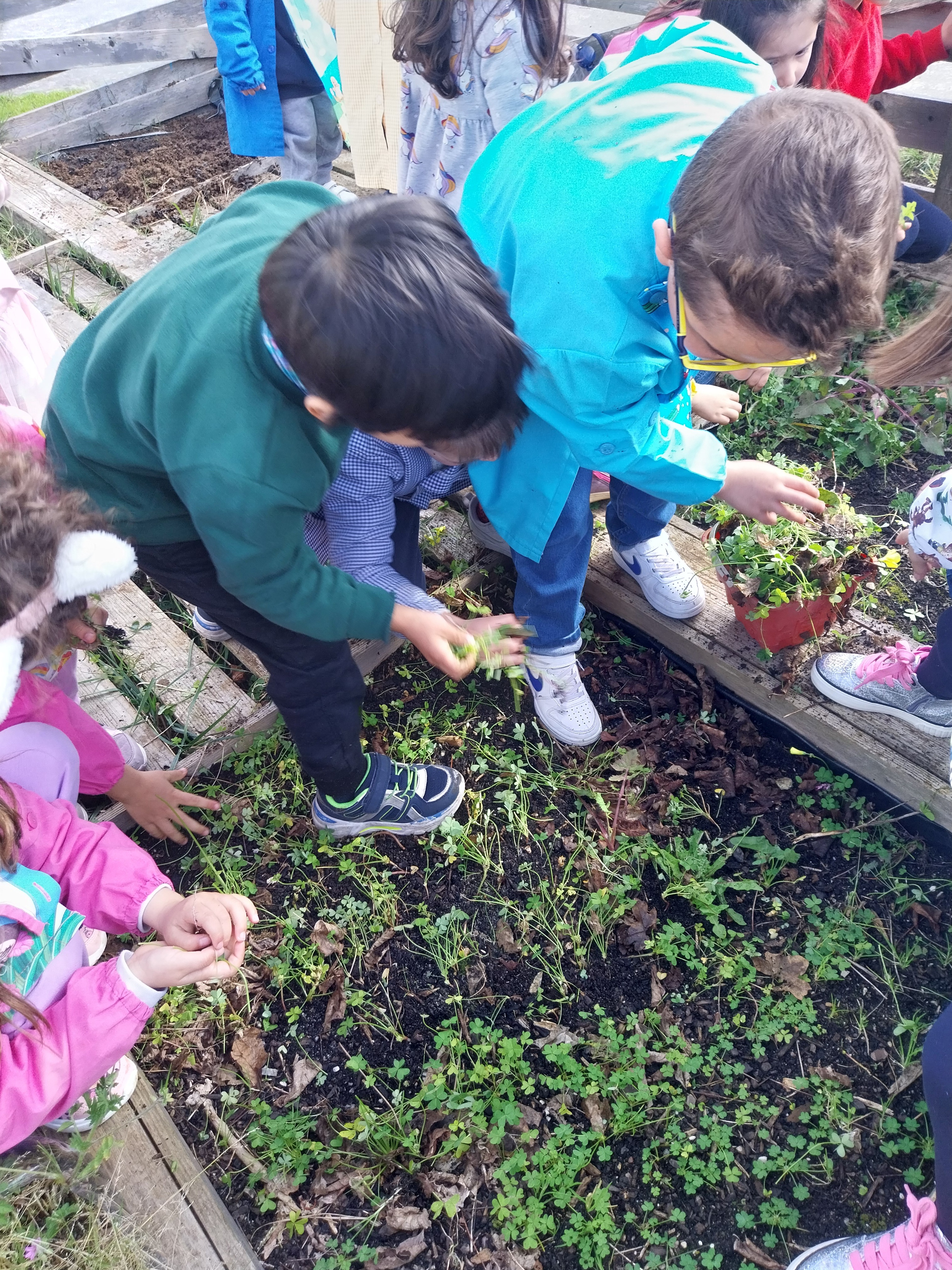 iniciamos a limpeza do terreno para semear