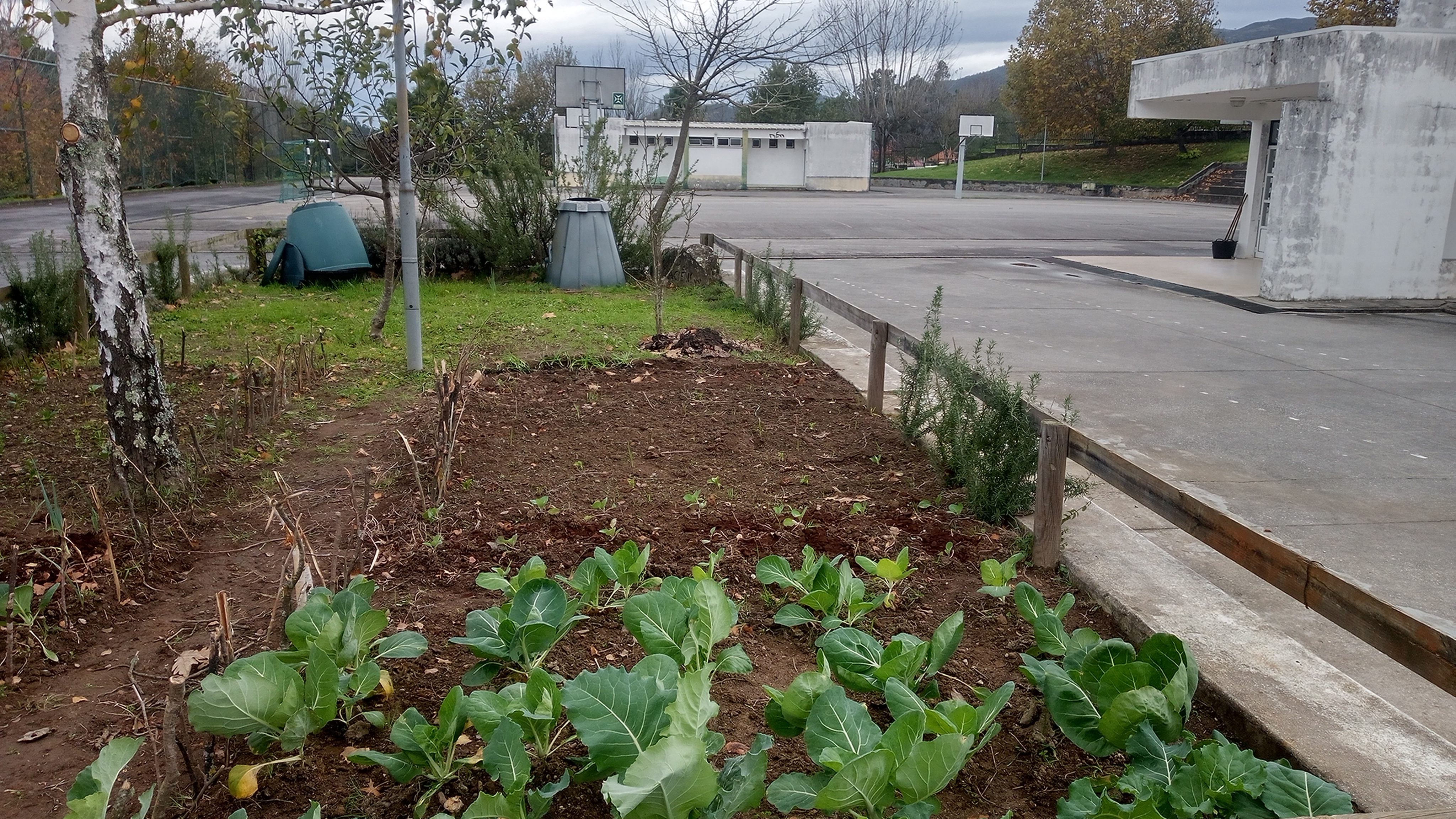 Cultivo de horticolas no inverno.