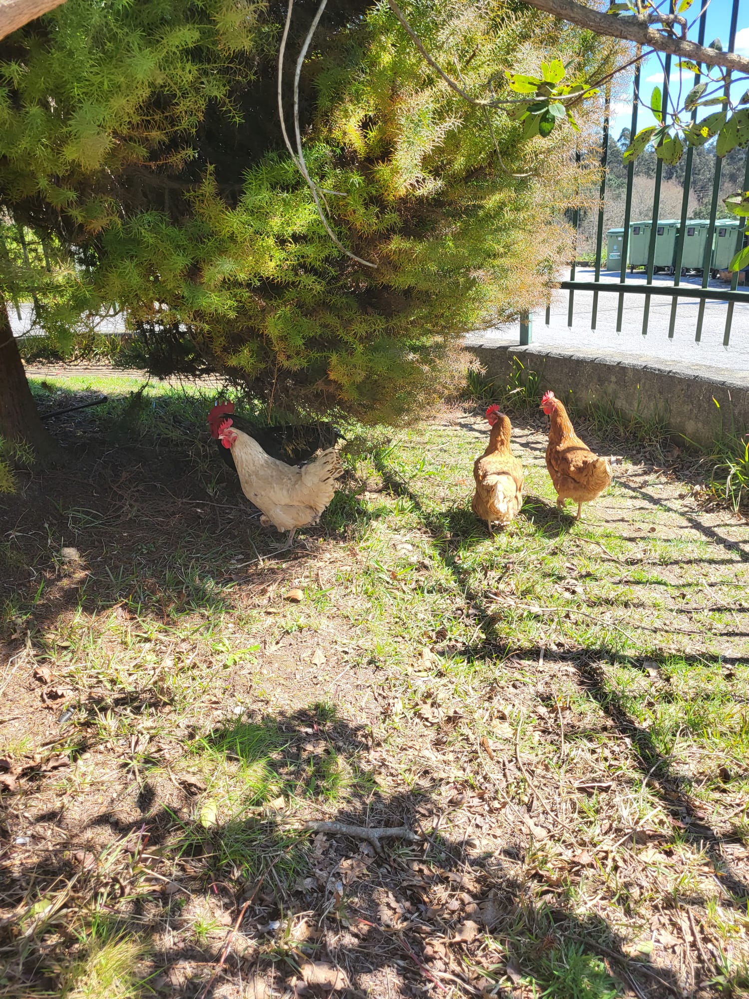 Galinheiro pedagógico - Aves em ambiente livre (escola).